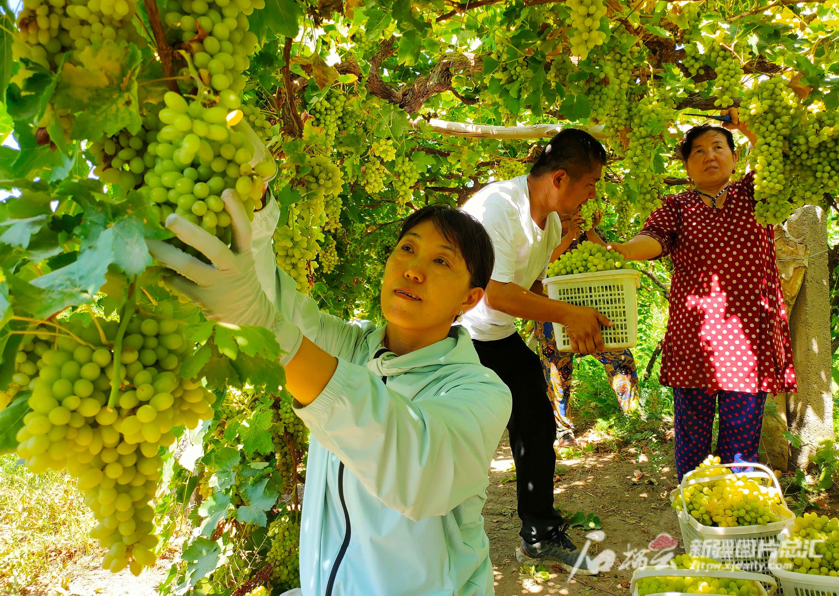新疆葡萄甲天下 200多种葡萄靓丽登场二十六届吐鲁番葡萄节