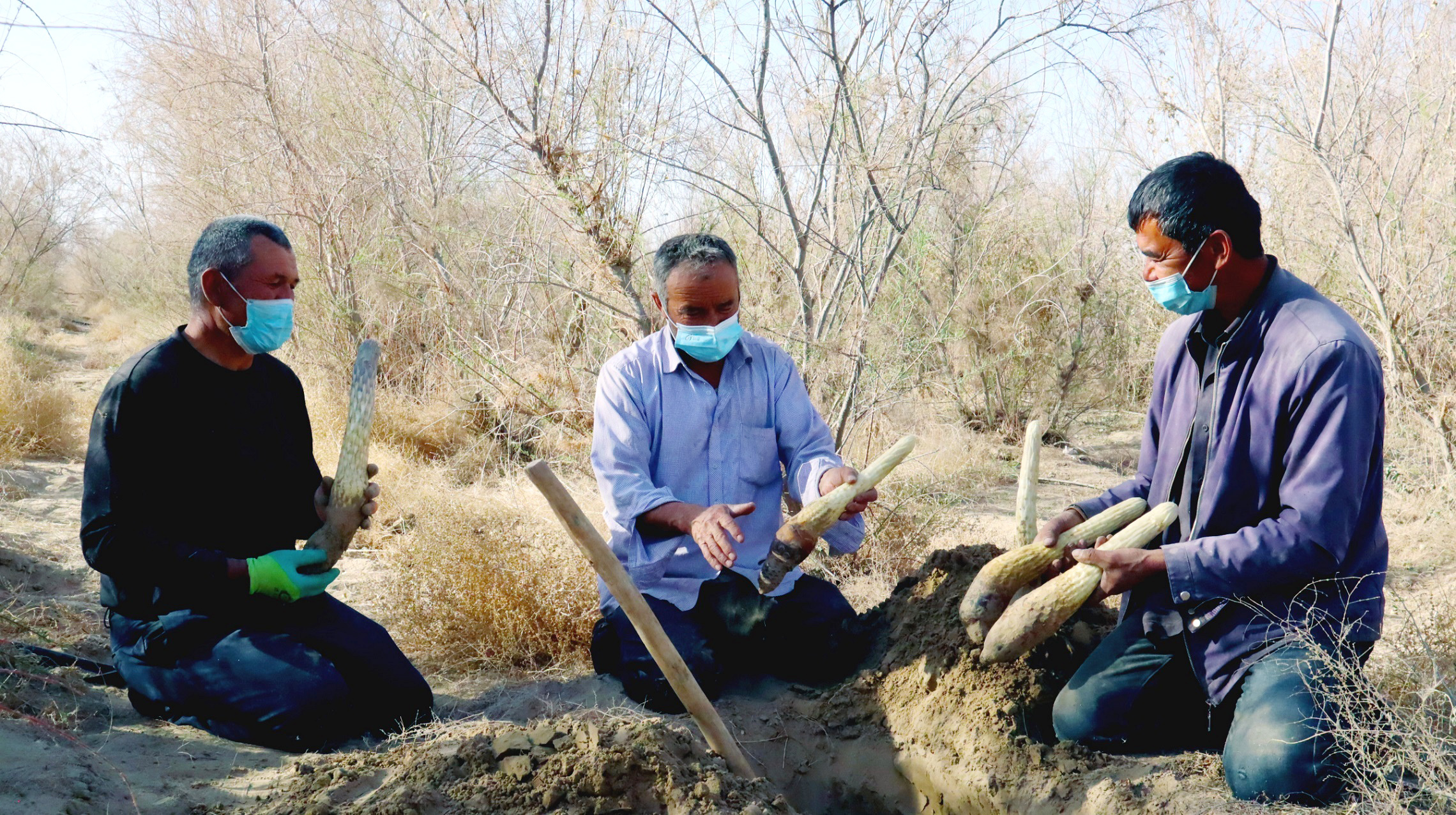4月14日，和田地区于田县奥依托格拉克乡阿甫塔甫勒克库勒村大芸种植基地，农民正在交流大芸采收技巧。