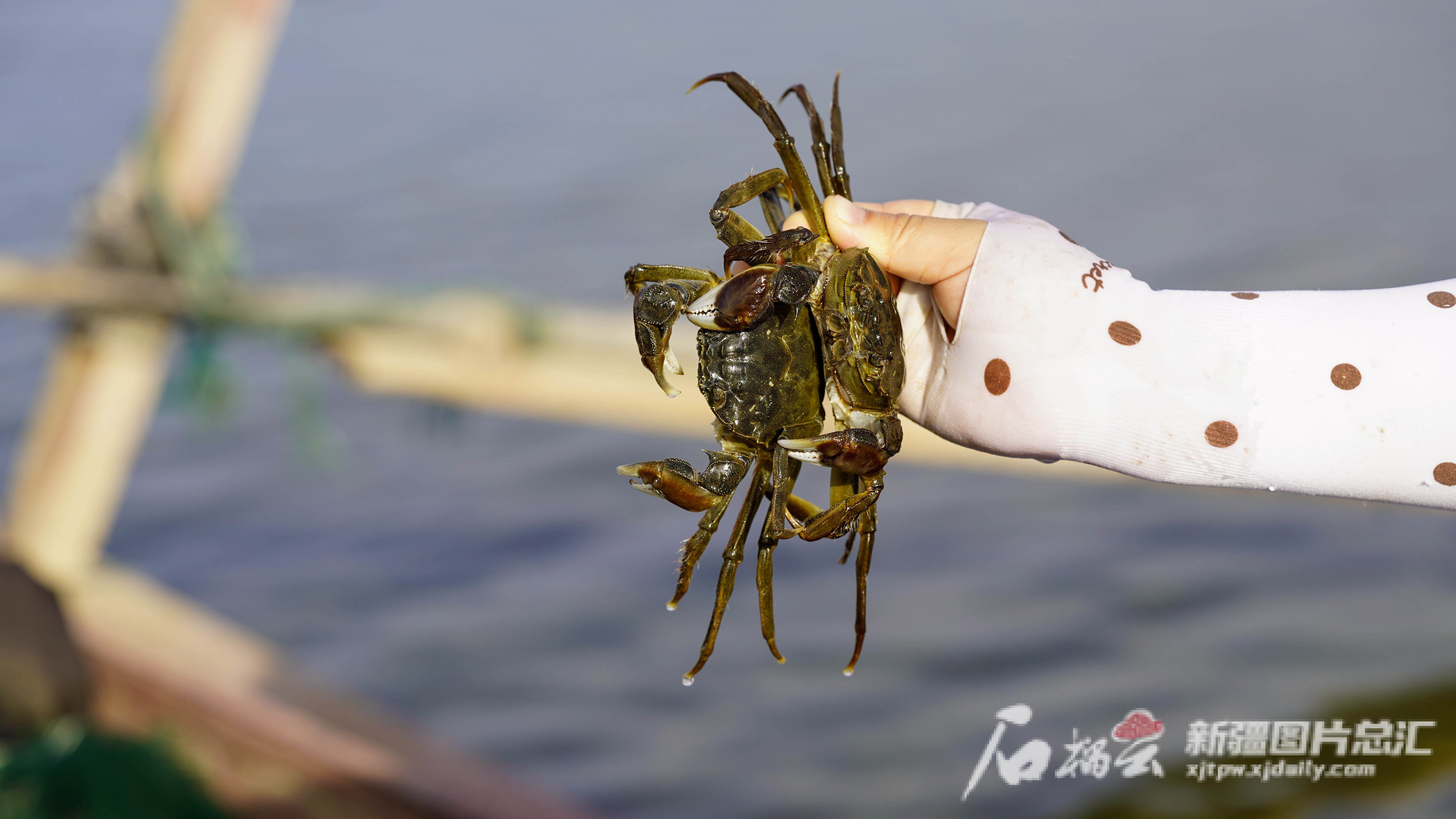 走啊！去淡水河護蟹 | 荒野保護協會