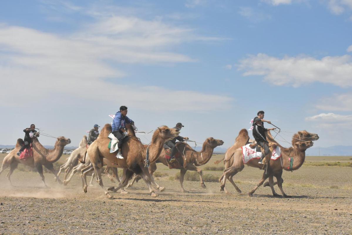 内蒙古｜在“白马”“苍狼”的故乡，骑行骆驼30公里，赴一场冬日蒙古高原盛会