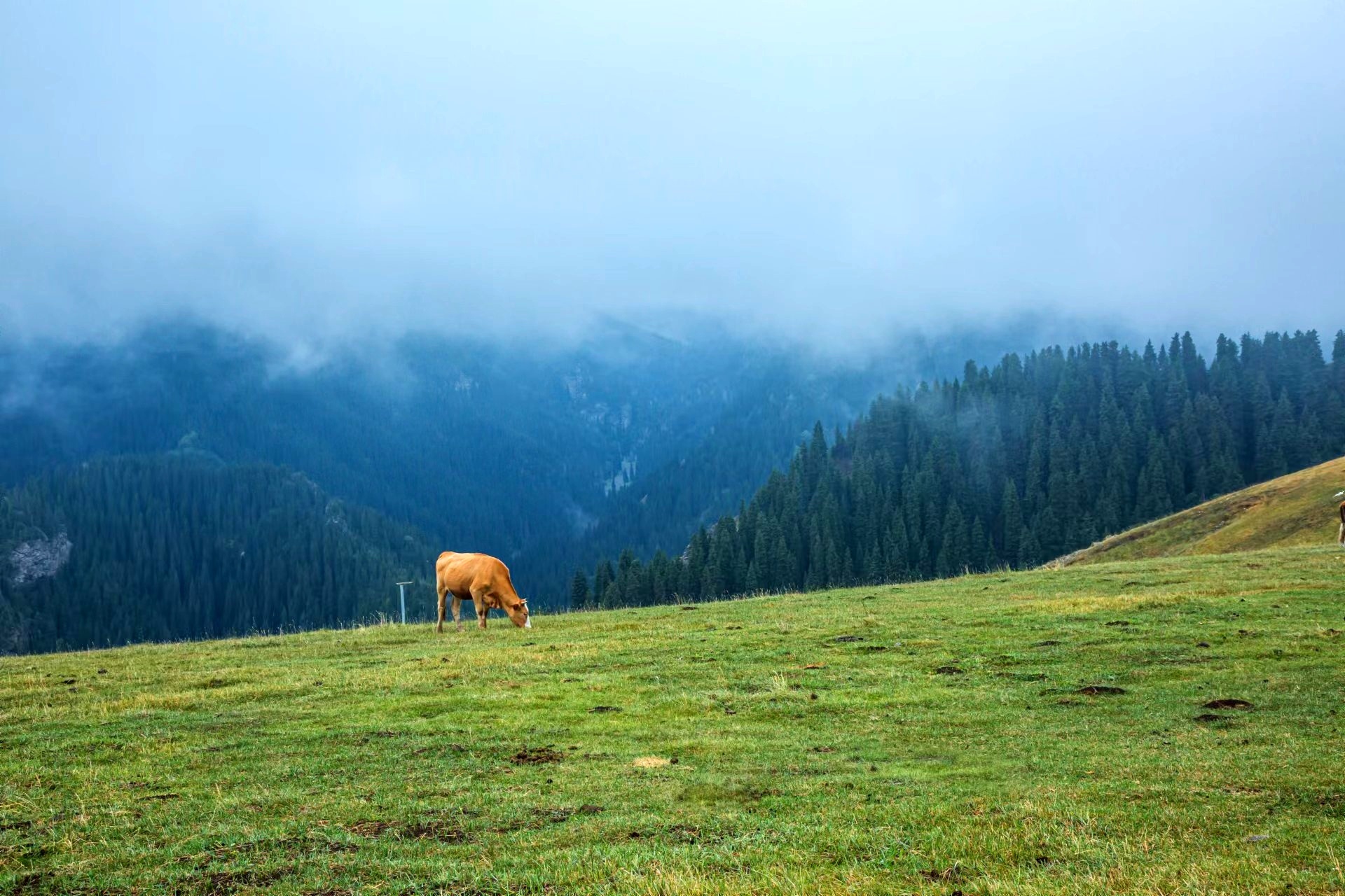 新疆木垒：云雾绕林间 草盛牛羊欢 -天山网 - 新疆新闻门户