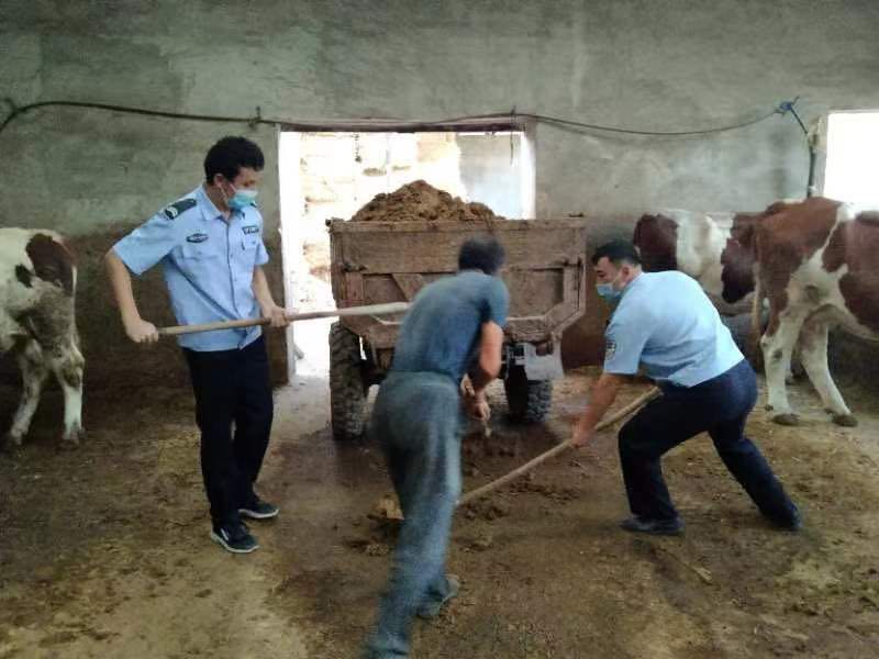 图为巴哈提亚·衣比不拉与同事艾孜买提·艾海提帮助清理牛粪 朱生才摄.jpg