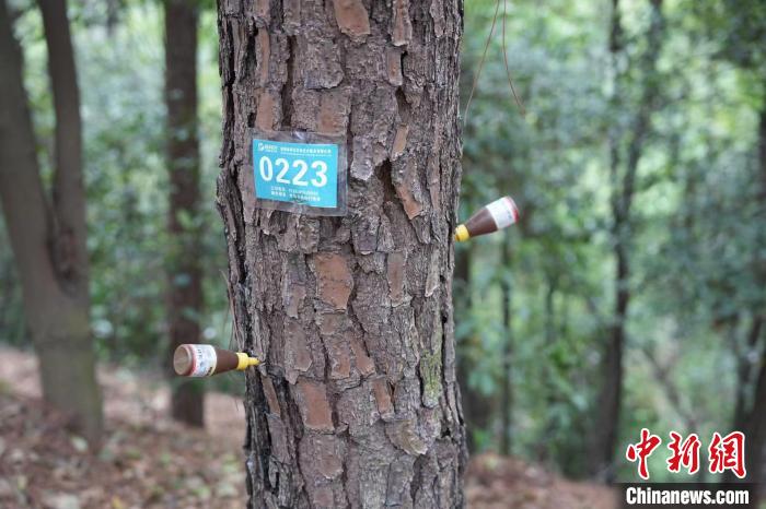 湘潭市生态绿心区昭山风景名胜区内，每棵树都有各自的“药方”。　张雪盈 摄