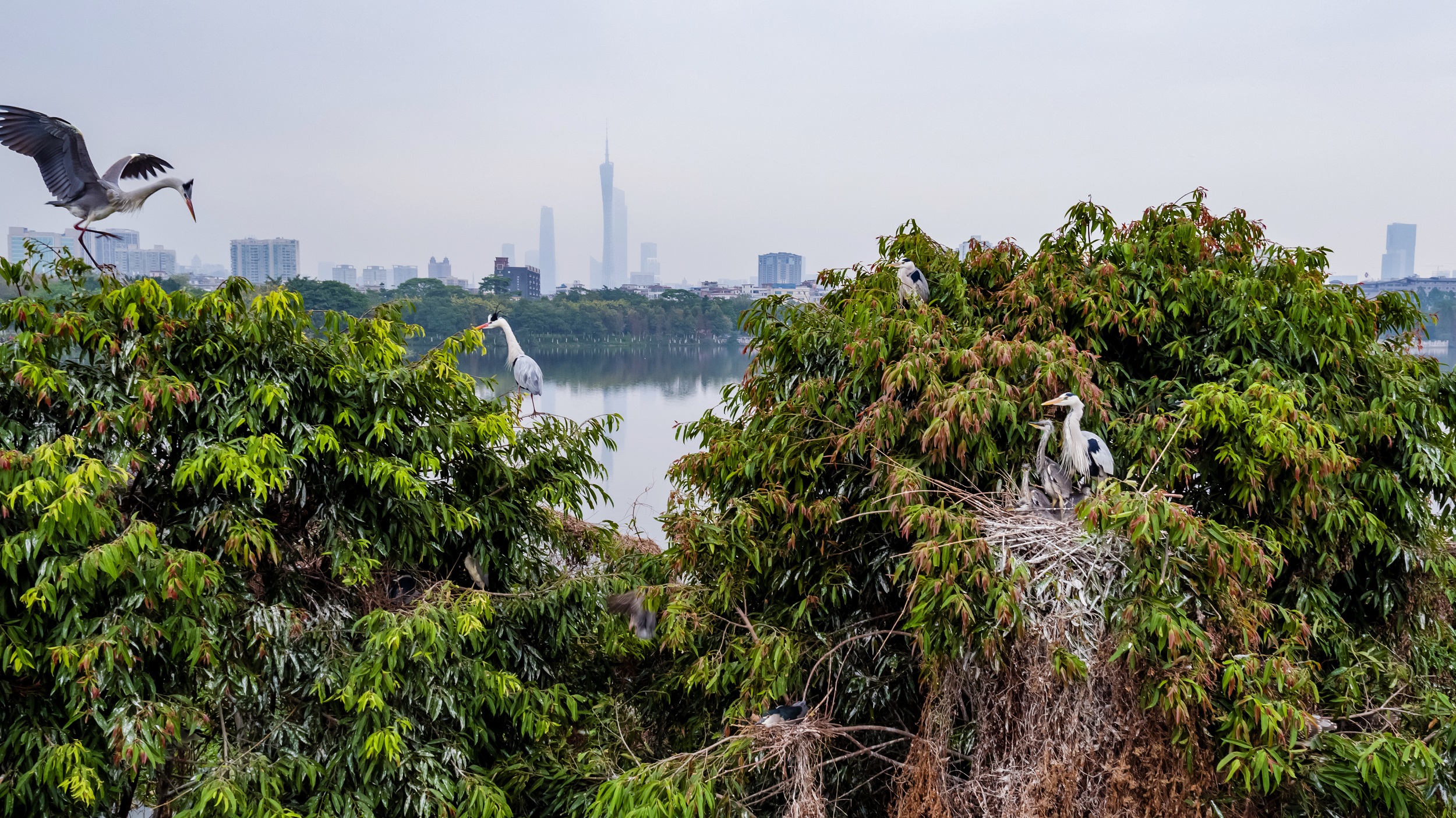 在海珠湿地海珠湖鹭鸟岛上，白鹭正在筑巢。谢惠强 摄