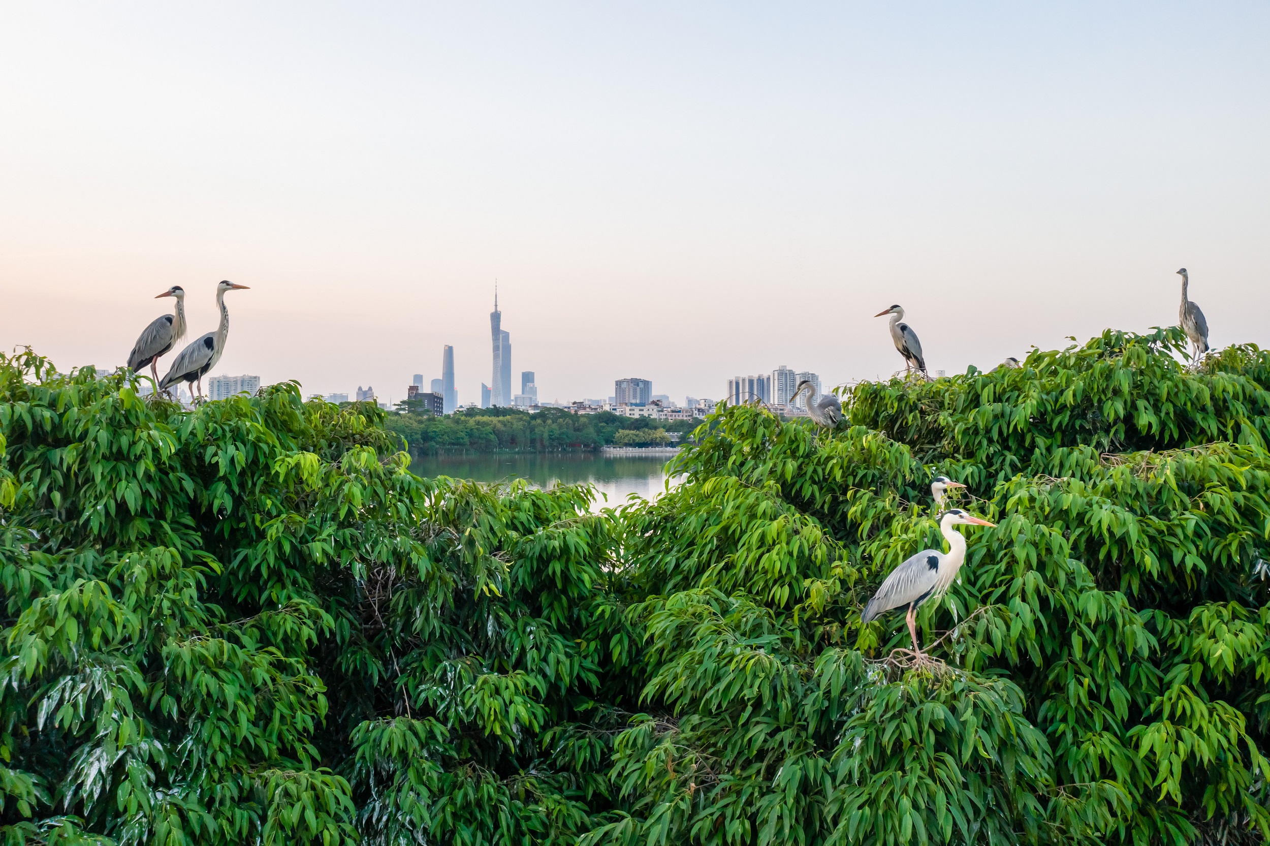 在海珠湿地的海珠湖鹭鸟岛上，白鹭站在树上休憩。谢惠强 摄