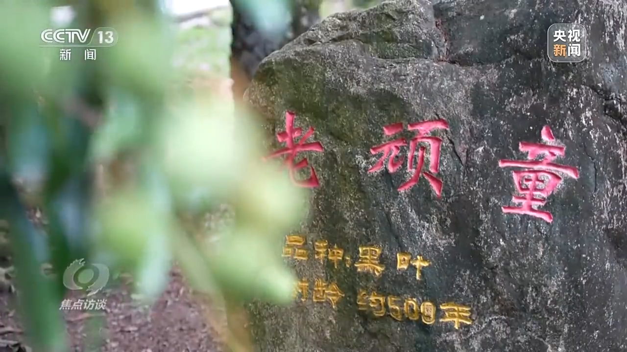 焦点访谈丨产业升级 实“荔”出圈——土特产 金招牌J9九游会 九游会J9(图3)