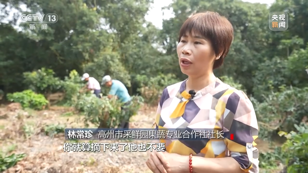 焦点访谈丨产业升级 实“荔”出圈——土特产 金招牌J9九游会 九游会J9(图7)