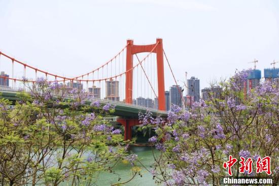 南宁蓝花楹盛开 浪漫蓝紫色扮靓城市图2
