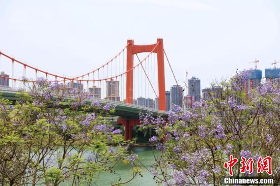 南宁蓝花楹盛开 浪漫蓝紫色扮靓城市