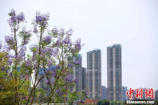 南宁蓝花楹盛开 浪漫蓝紫色扮靓城市