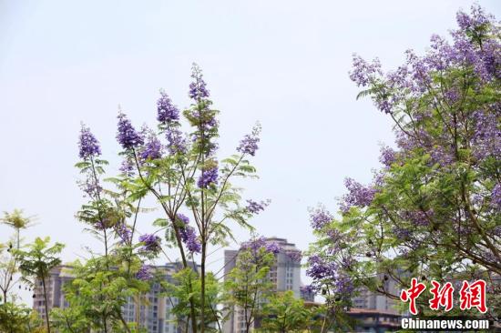 南宁蓝花楹盛开 浪漫蓝紫色扮靓城市