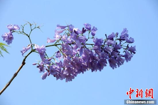 南宁蓝花楹盛开 浪漫蓝紫色扮靓城市图3