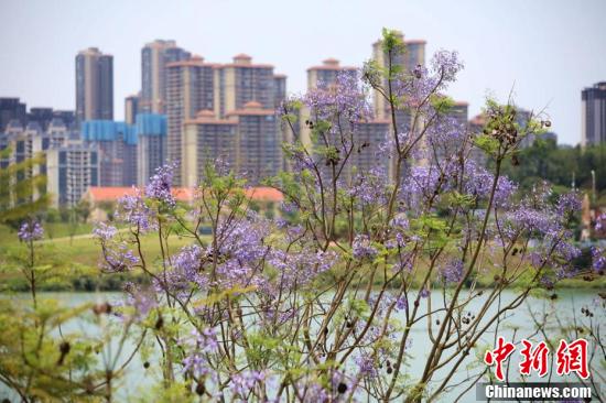 南宁蓝花楹盛开 浪漫蓝紫色扮靓城市