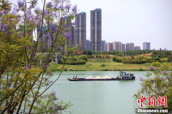 南宁蓝花楹盛开 浪漫蓝紫色扮靓城市