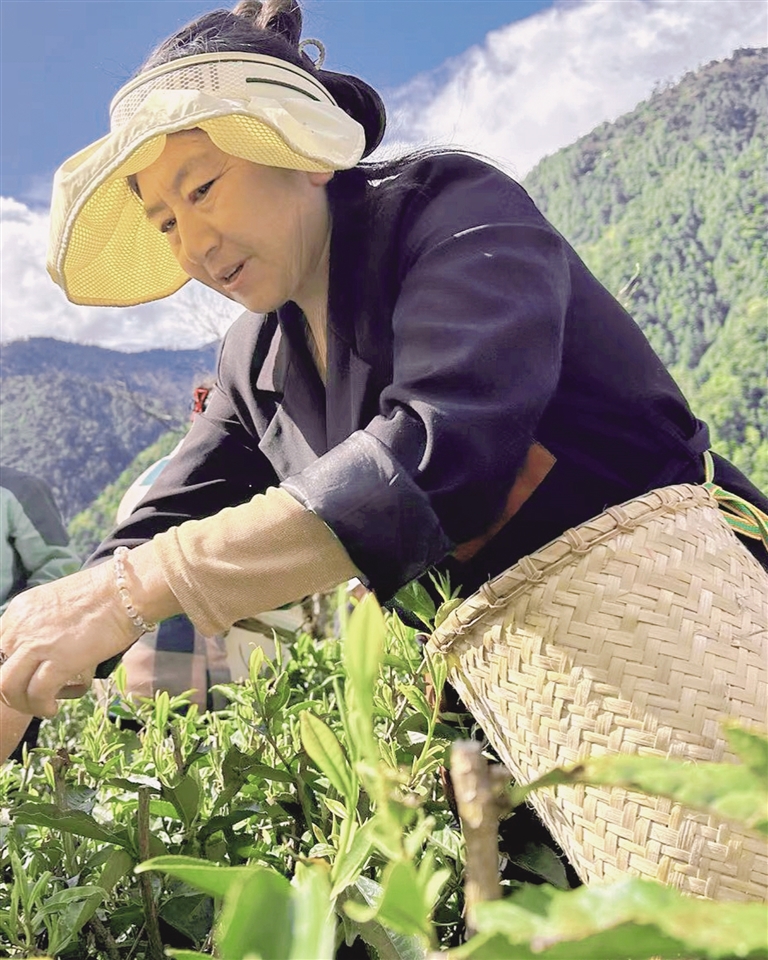 茶汤里的生活哲学与经济潜力图3
