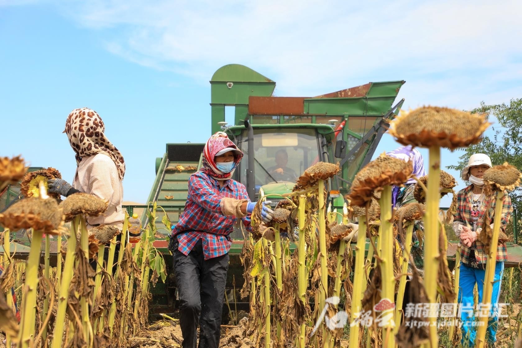 近日，在精河县托里镇叶里斯南也肯村，工人们通过大型机械正在进行葵花收割。赛永杰摄
