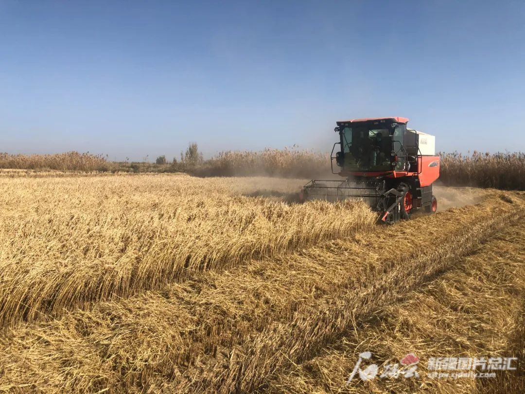 10月30日，在博湖县乌兰再格森乡乌兰再格森村的稻田里，收割机正在采收水稻。孙梦月摄