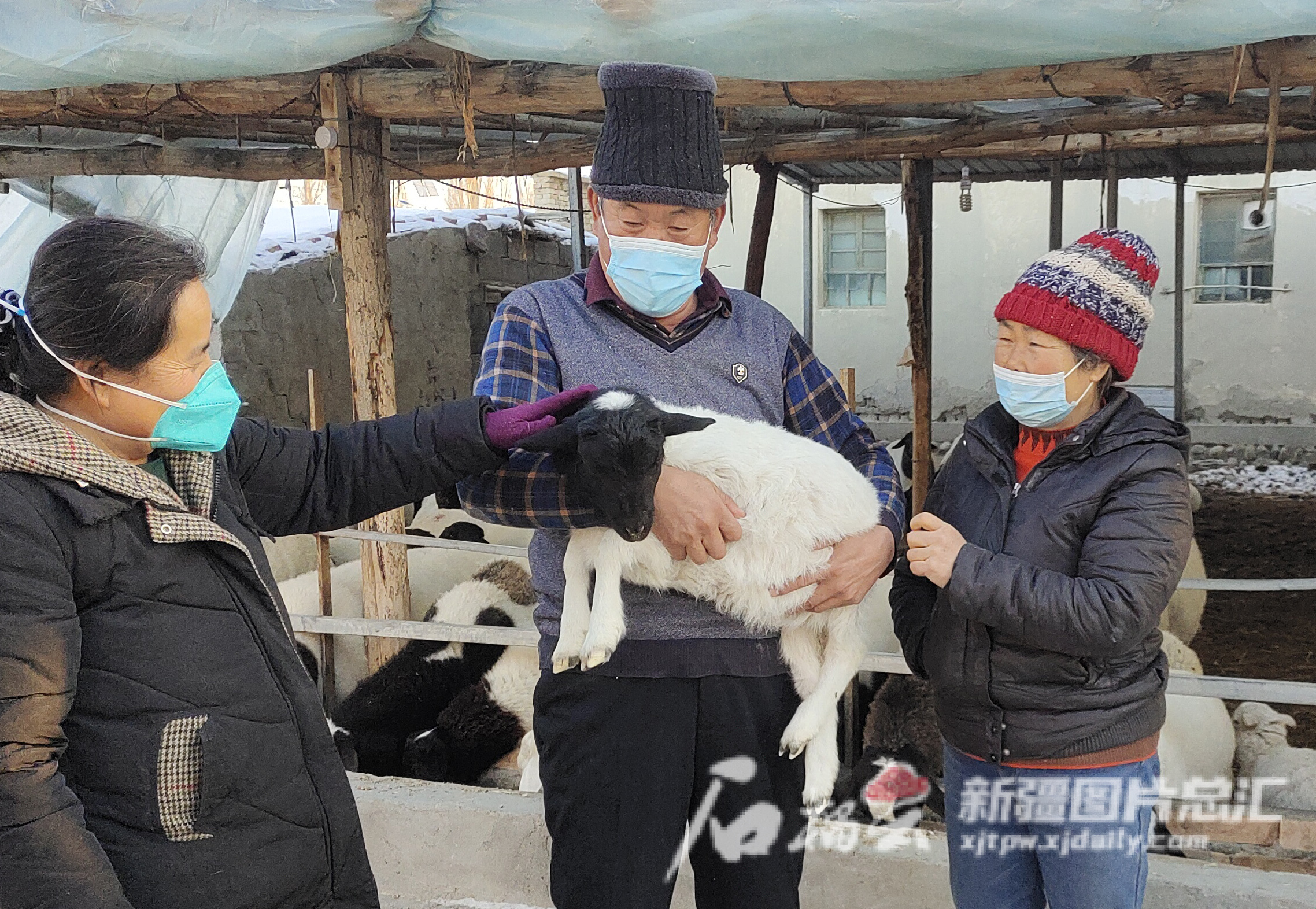 乌苏市铜柳村：念好养羊经 走上致富路