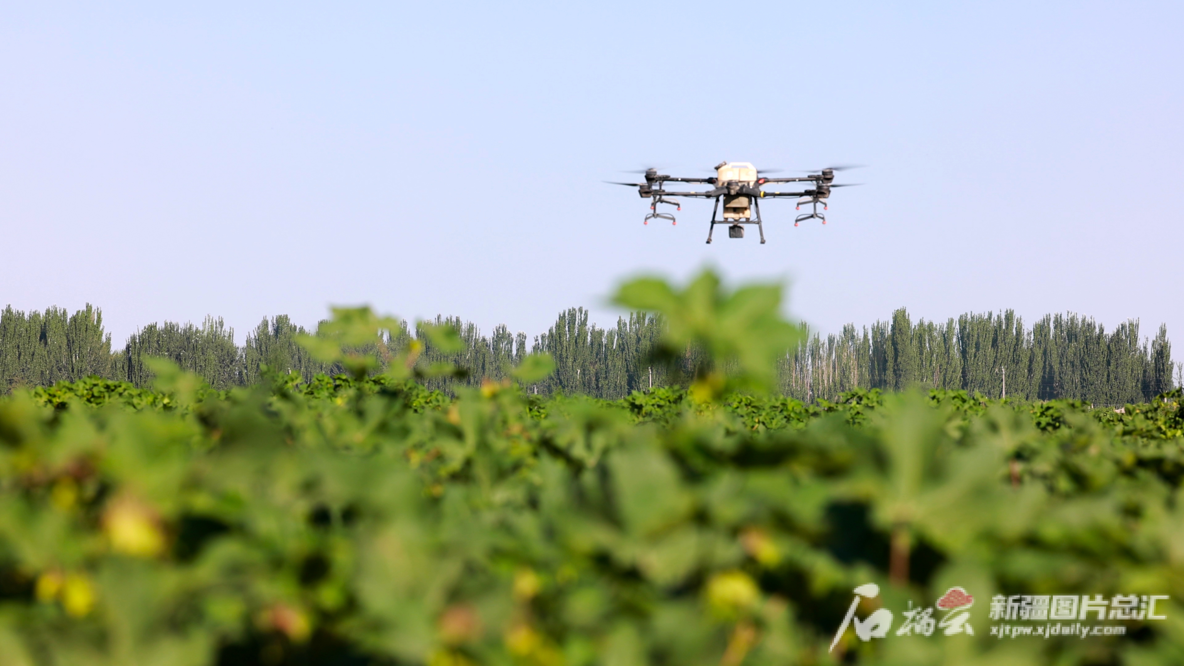 2021年8月7日，沙雅县托依堡勒迪镇一处高标准农田上，无人机正在进行棉花病虫害防治工作。柳玉柱 摄