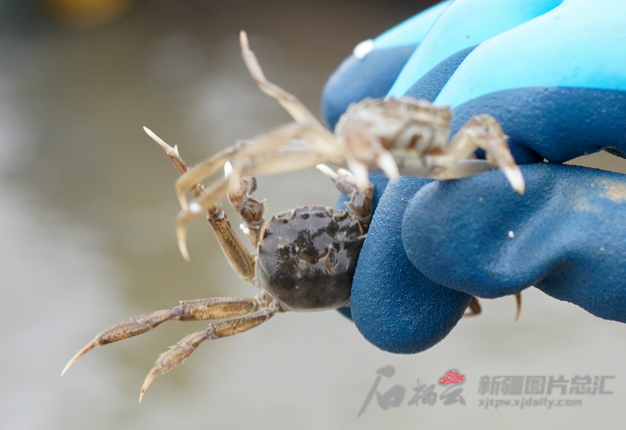 我国常见的螃蟹种类有哪些_河北斌泽养殖科技有限公司