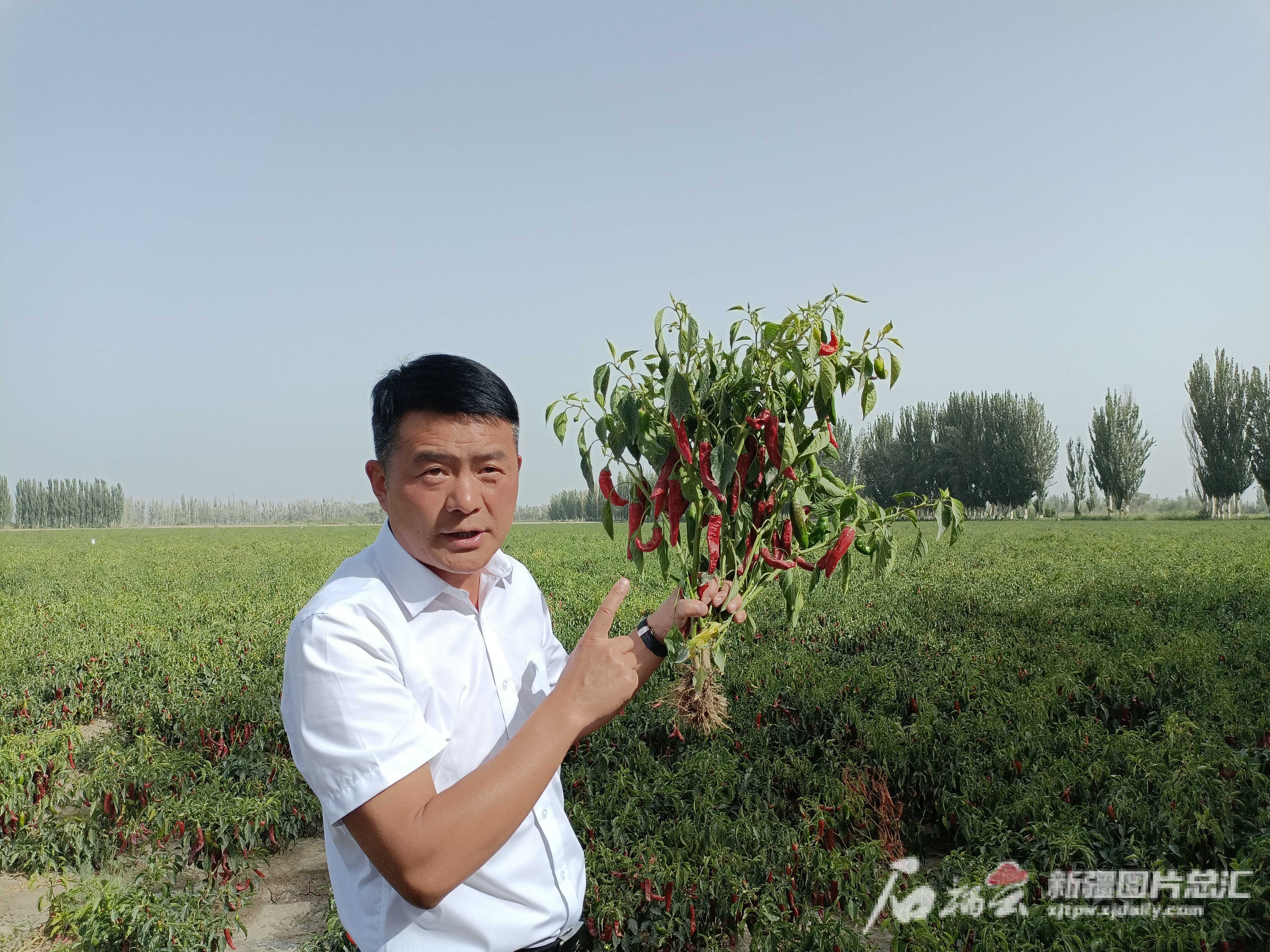 丰收节丨同心泛亚电竞绘“疆”来 “丰”景入画来(图1)
