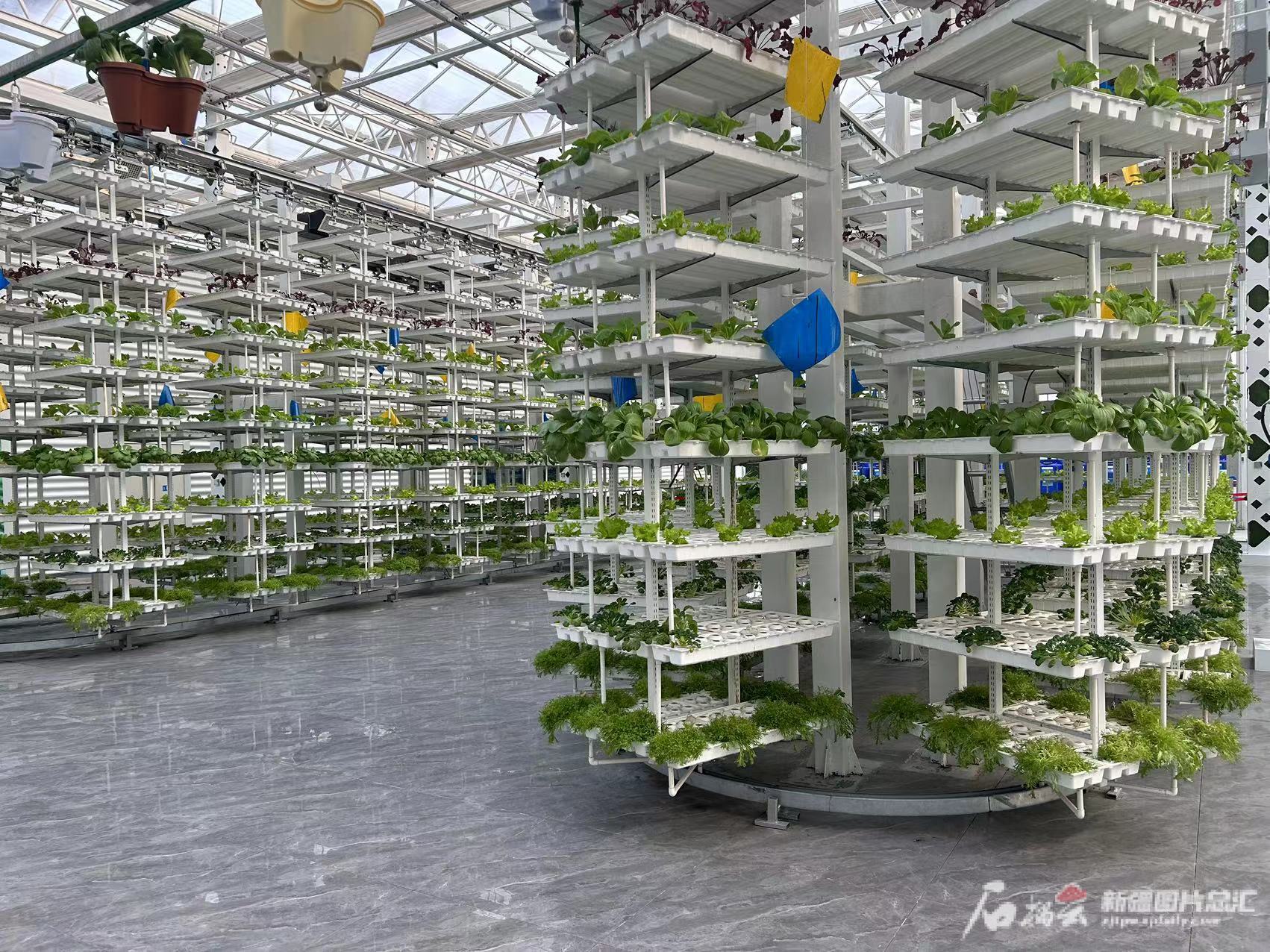 追着雪花看新疆｜在昌吉遇见“未来” 果蔬种植全是“黑科技”(图1)