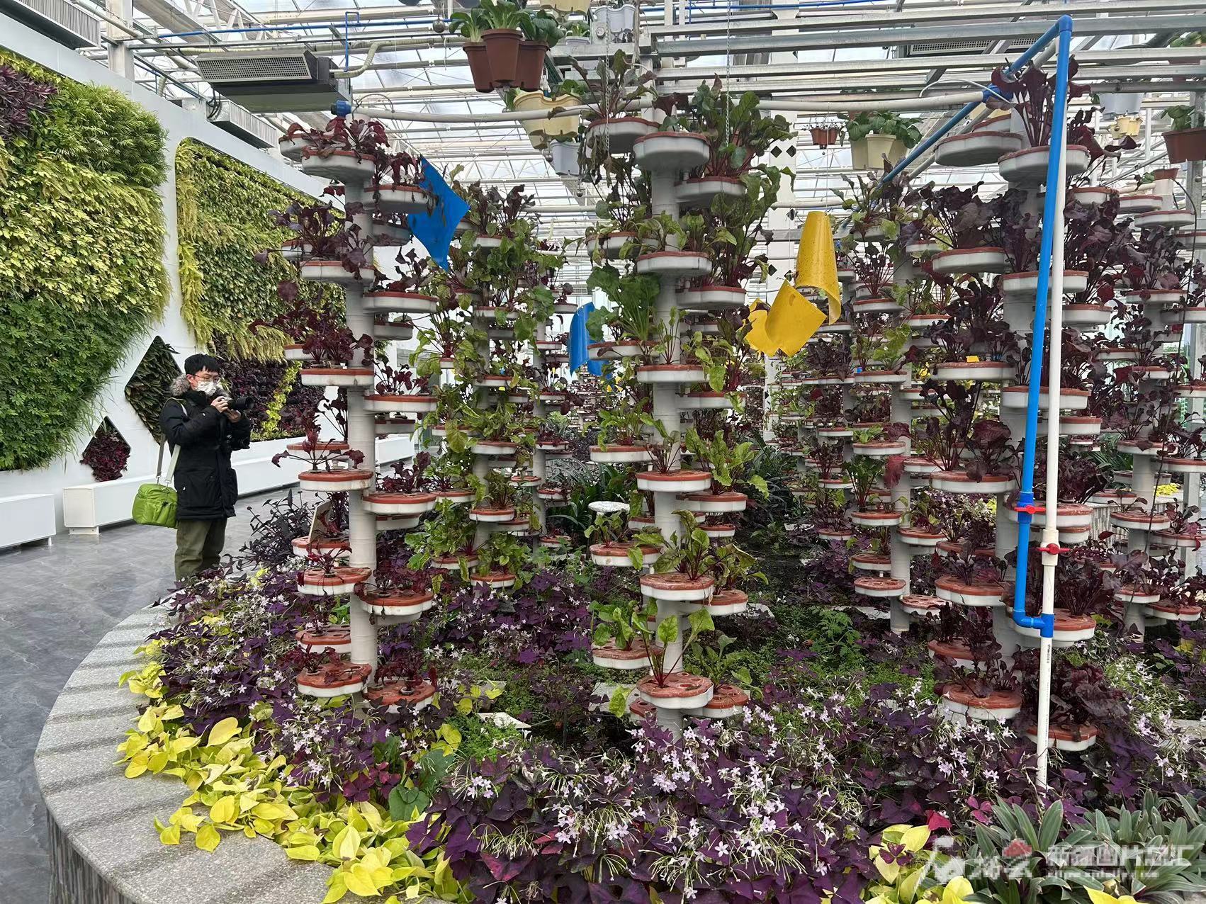 追着雪花看新疆｜在昌吉遇见“未来” 果蔬种植全是“黑科技”(图2)