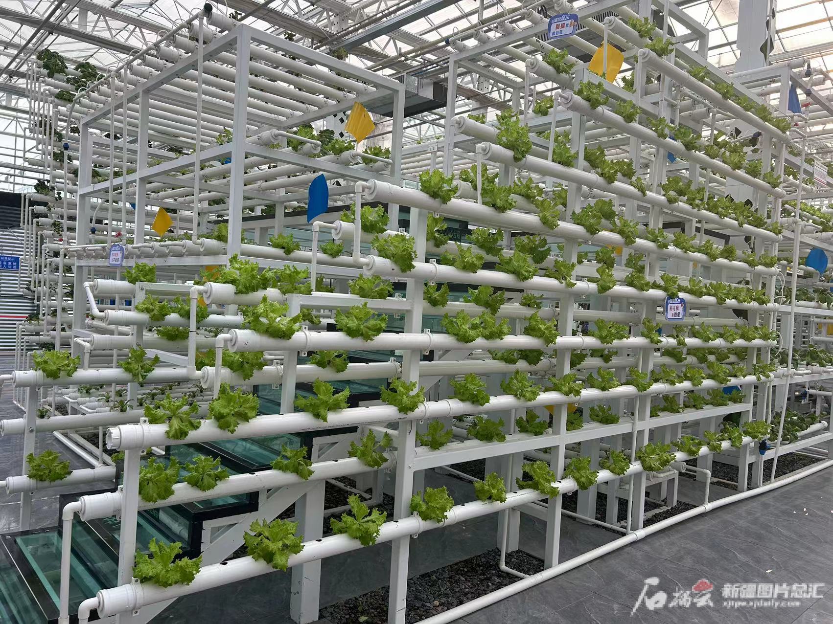 追着雪花看新疆｜在昌吉遇见“未来” 果蔬种植全是“黑科技”(图3)