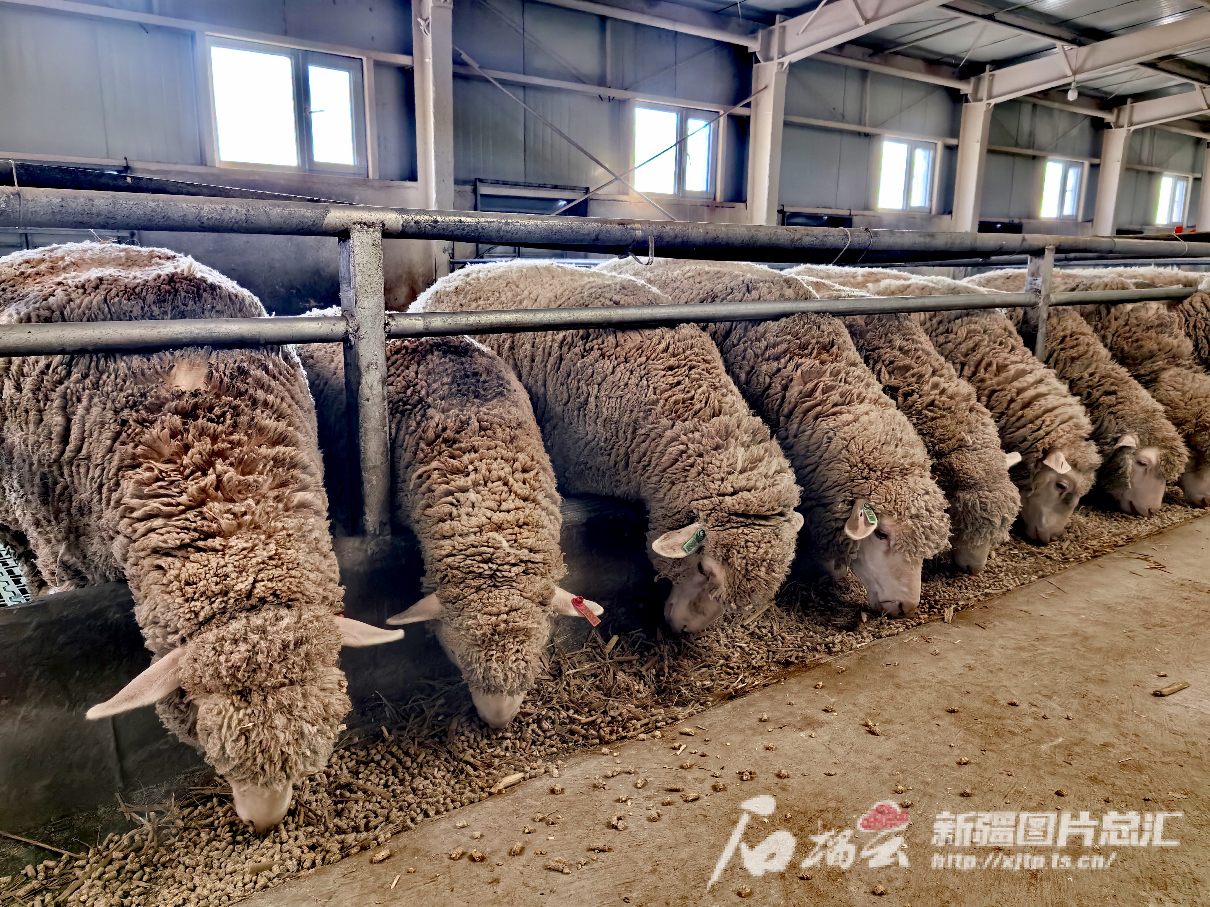 ManBetX万博农业农村部公布一批新品种新资源 新疆一羊一鹿入选(图3)