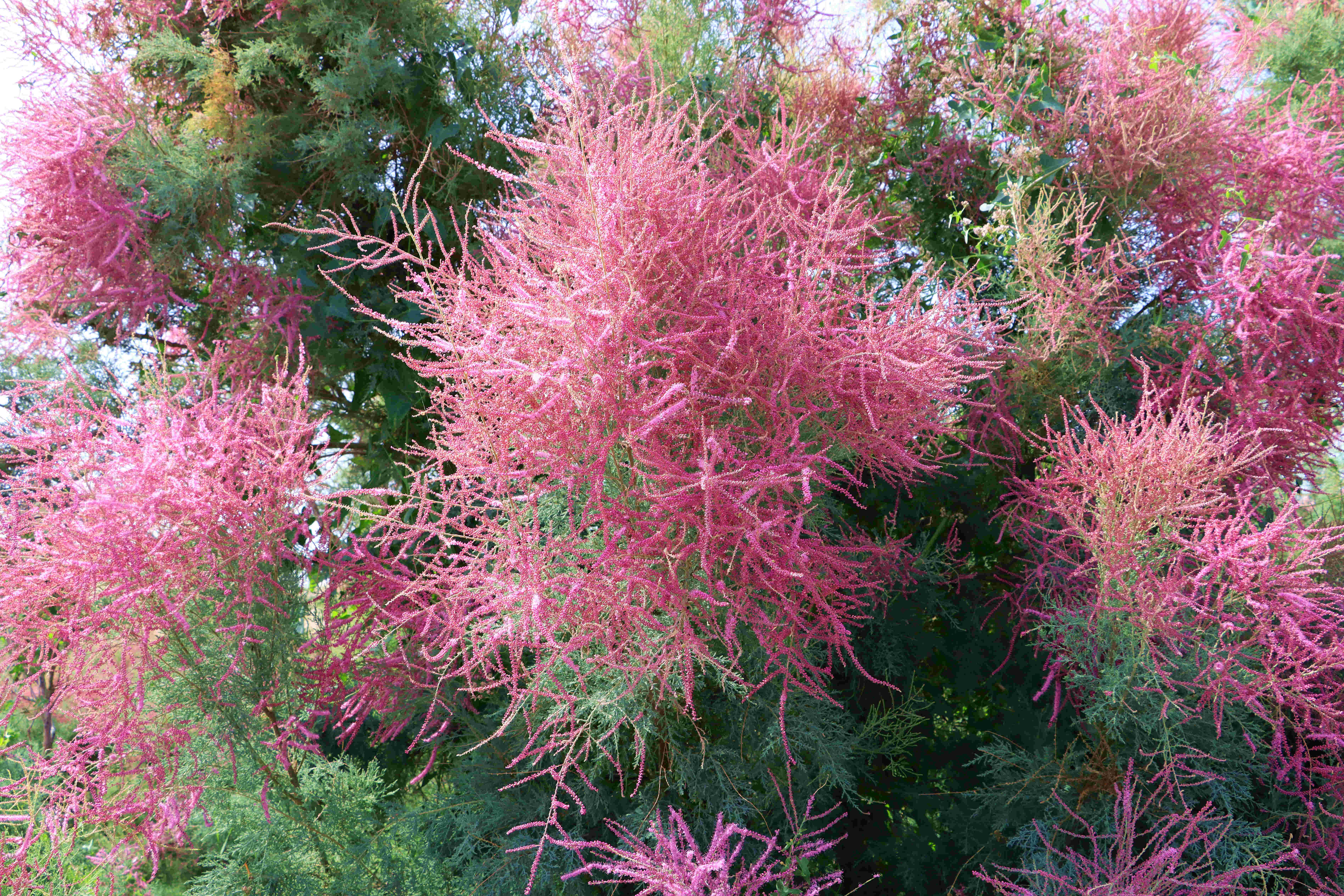 追花逐梦看新疆丨新疆博湖：红柳花开展勃勃生机-天山网 - 新疆新闻门户