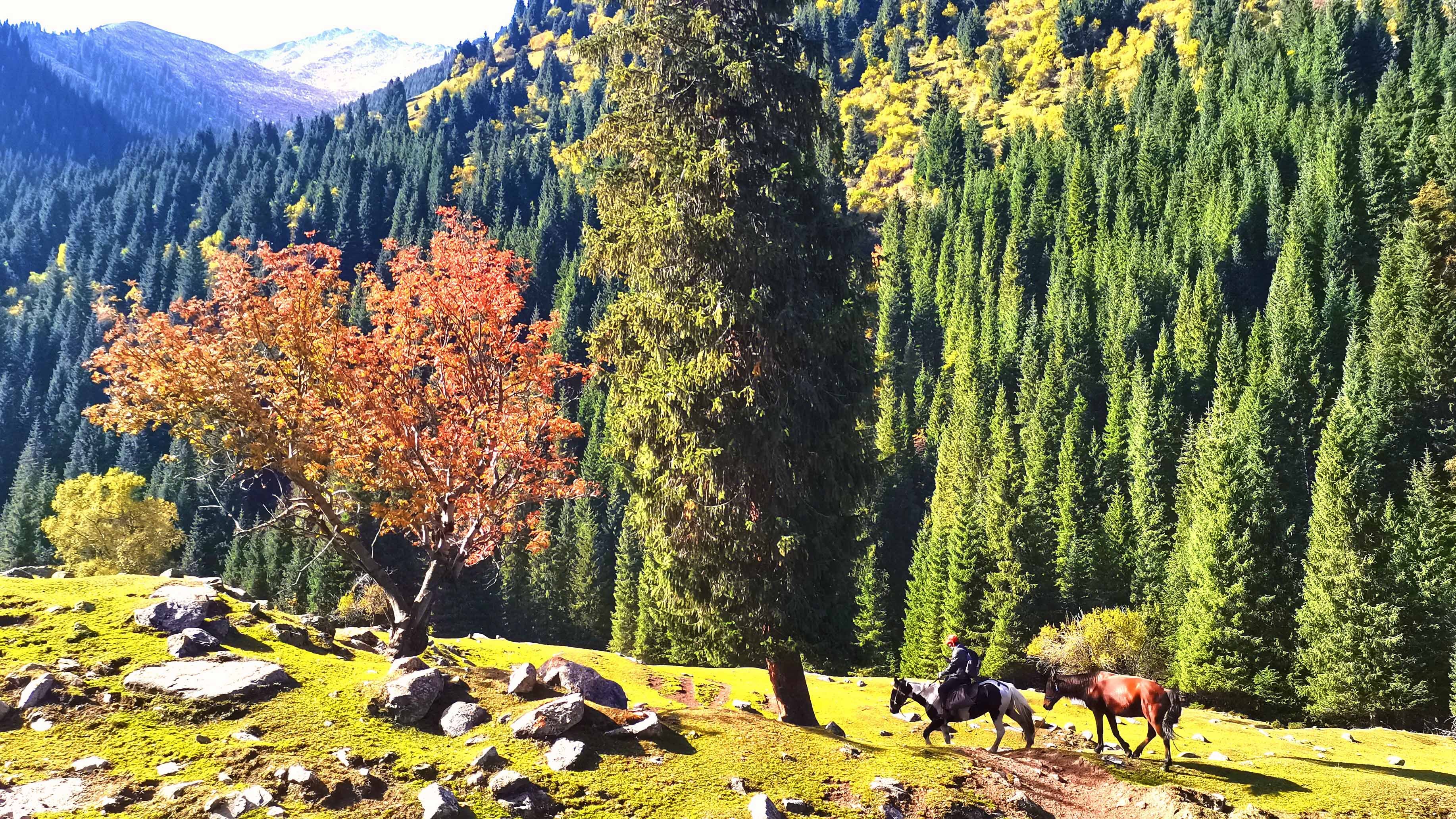 绿水青山丨新疆特克斯：秋风起 阿尔夏勒托尔峡谷万木披彩 -天山网 - 新疆新闻门户