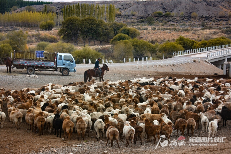 金秋九月 牧民转场忙