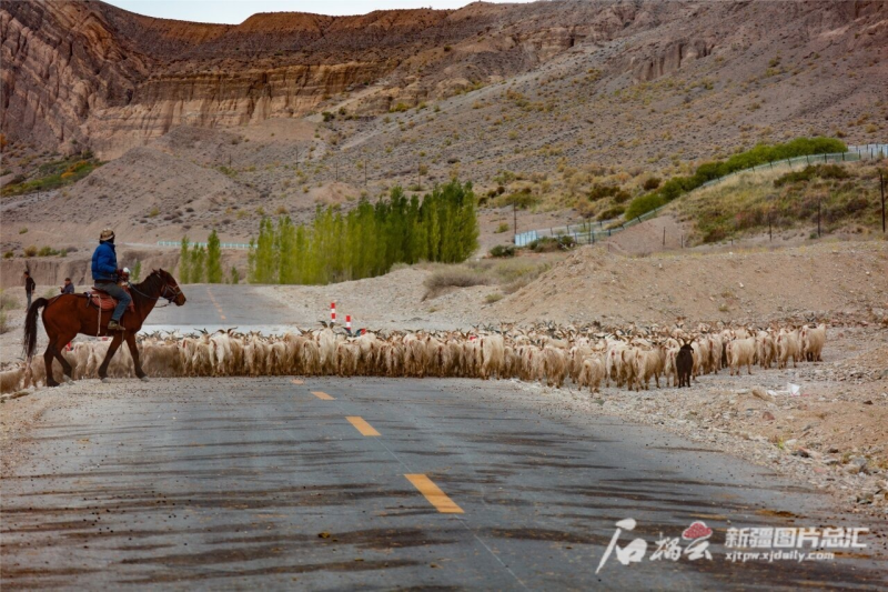 金秋九月 牧民转场忙