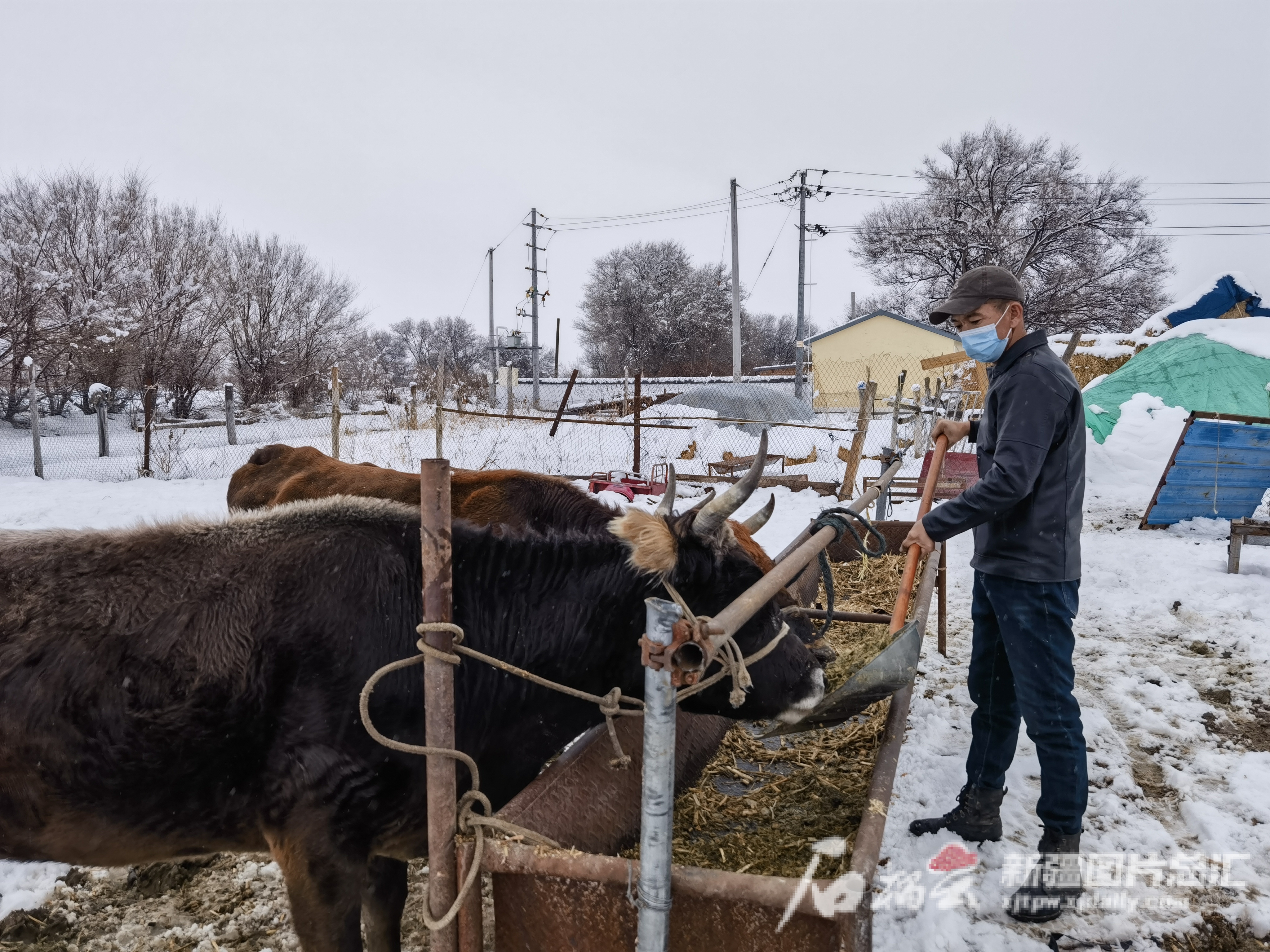 11月21日，塔城市二工镇奇巴拉尕什村村民哈力木别克·达吾列提汗正在给自家牛喂饲草料。石宗翰摄