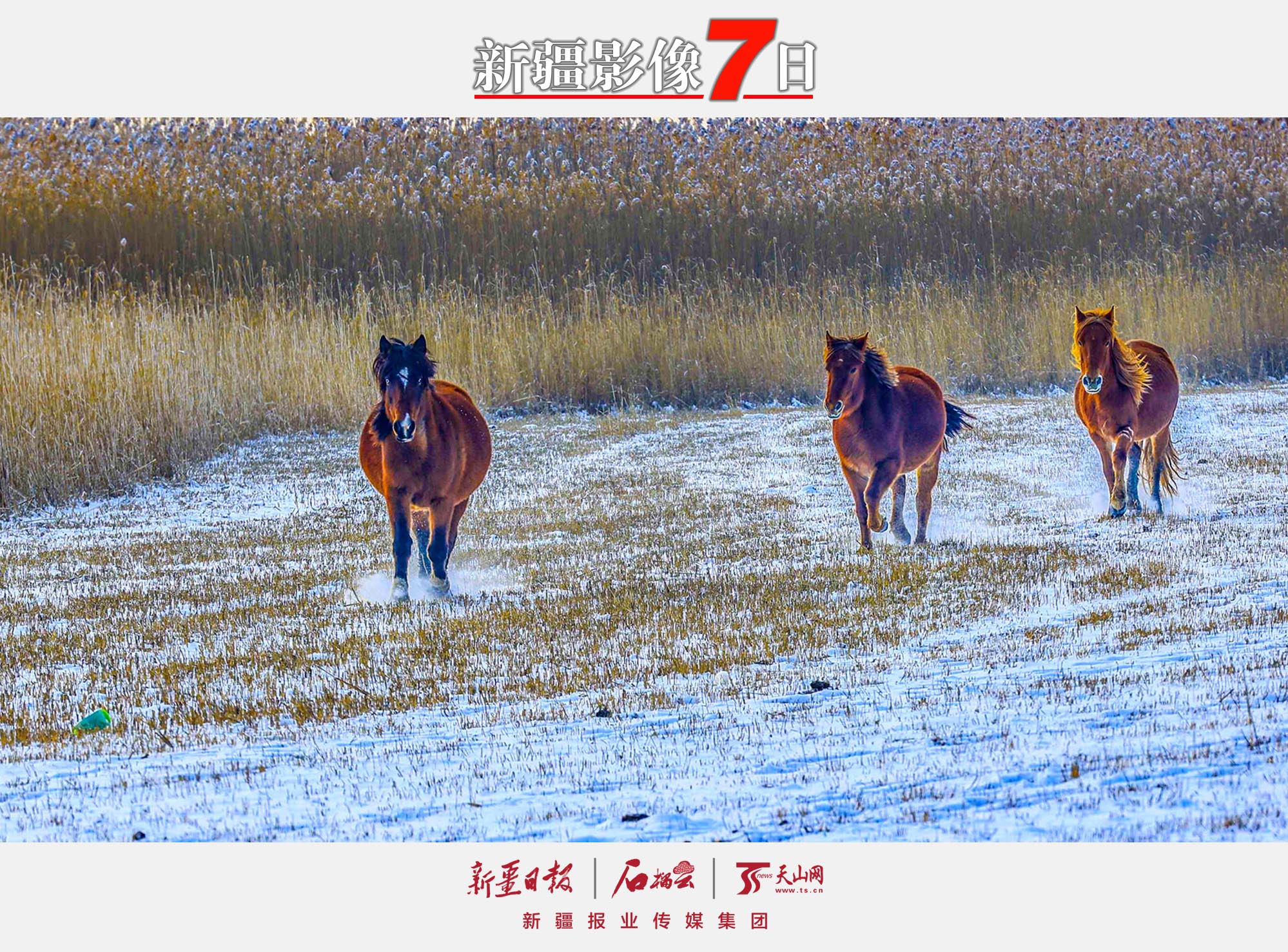 12月7日，骏马在那拉提国家湿地公园的雪地上奔跑。大雪节气，新源县那拉提国家湿地公园银装素裹，奔驰的骏马为寂静的雪原平添一份活力。 张文庭摄