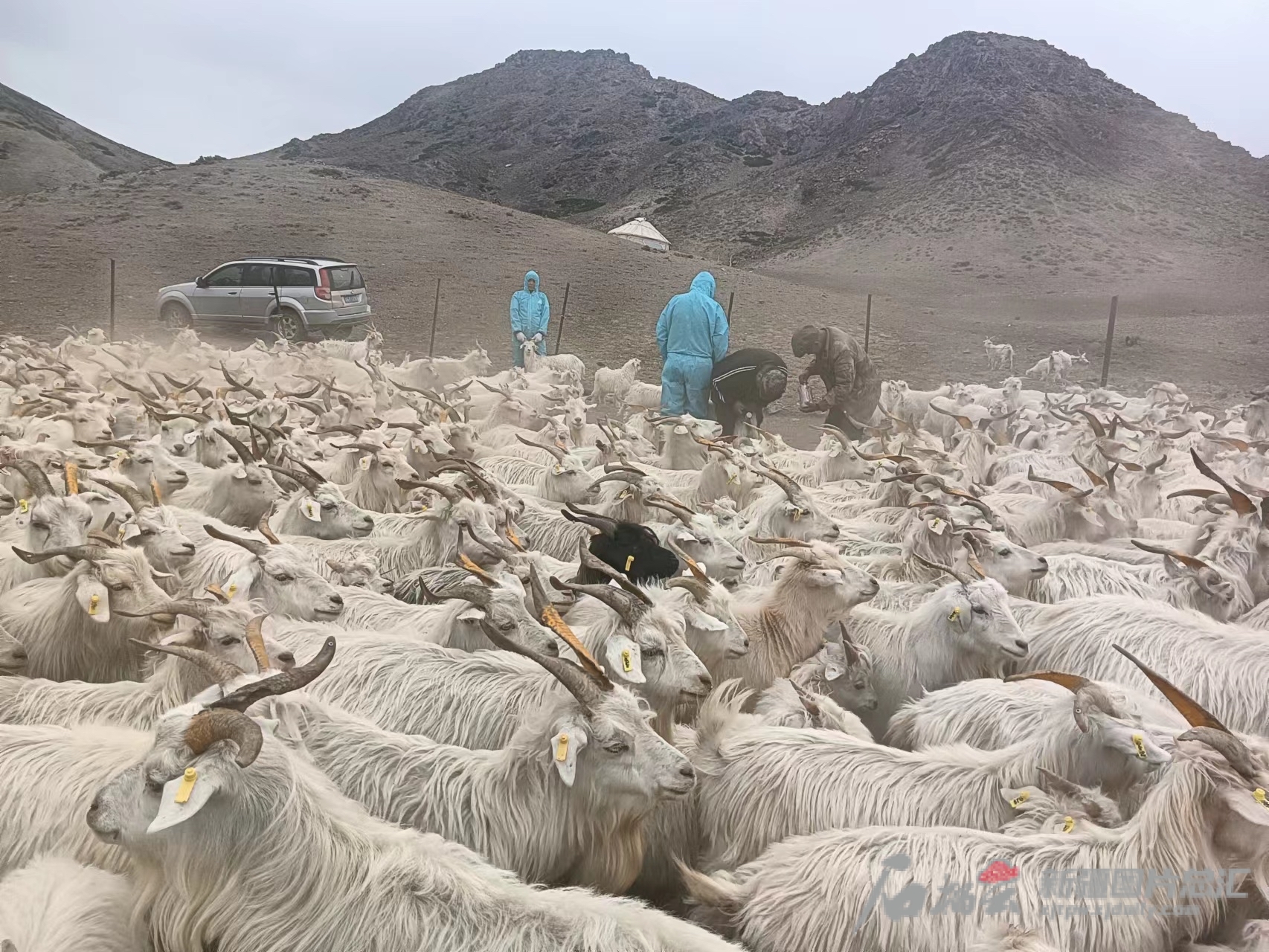 在新疆和布克赛尔绒山羊科技小院内，防疫人员正在给绒山羊打疫苗。（资料图）