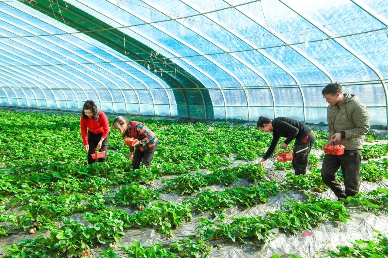阿拉尔市锦禾果蔬农民专业种植合作社的草莓大棚里，周小玲（左一）和合作社员工们在采摘草莓。 通讯员 阿迪力·艾尼摄