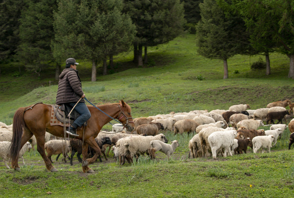 5月20日，在那拉提草原上，牧民在放牧。（摄影：新华社记者王菲）