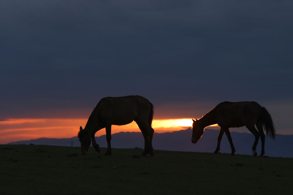 5月20日，夕阳下的那拉提草原上，马在吃草。（摄影：新华社记者郝昭）