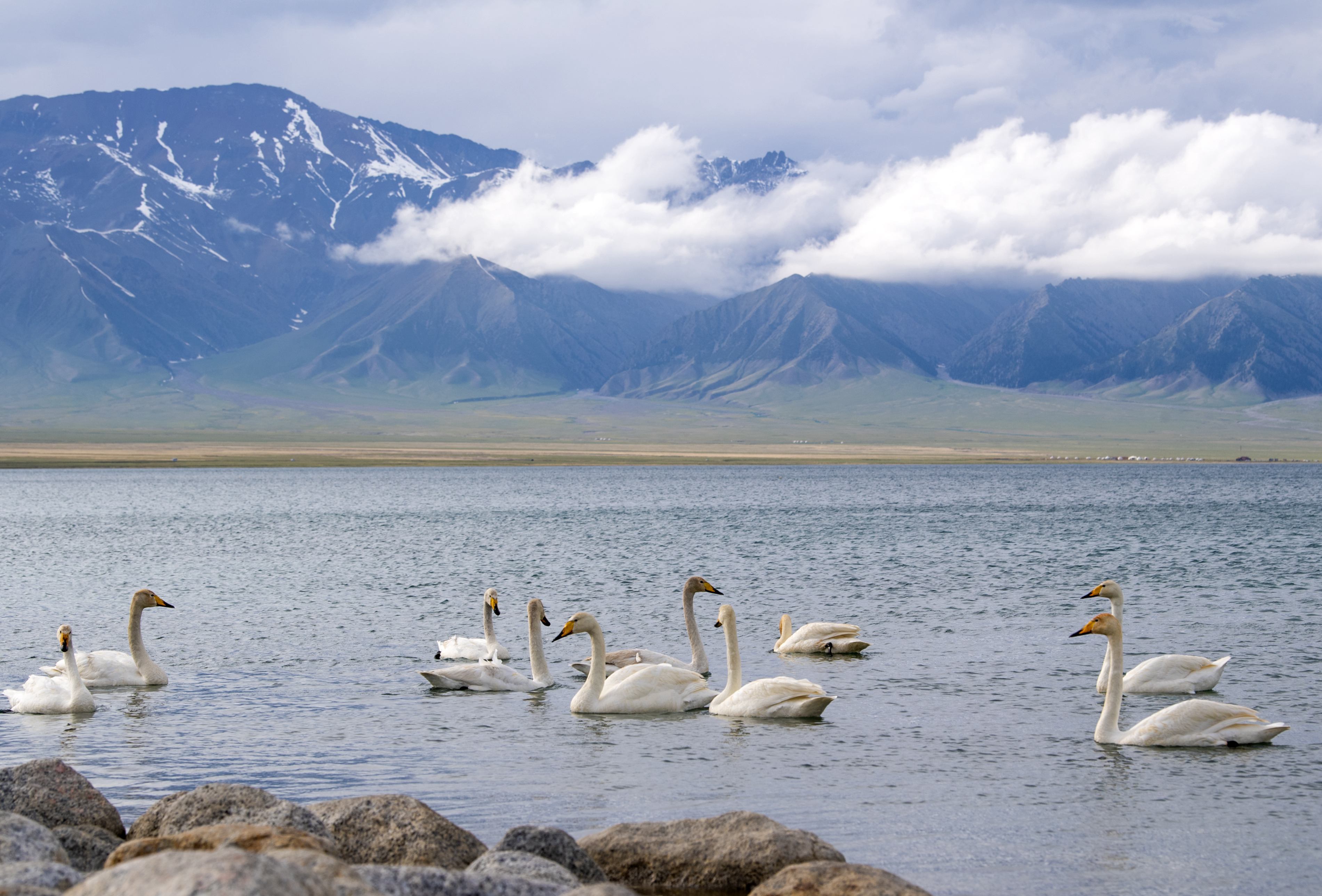 在赛里木湖拍摄的天鹅（5月21日摄）。（摄影：新华社记者王菲）