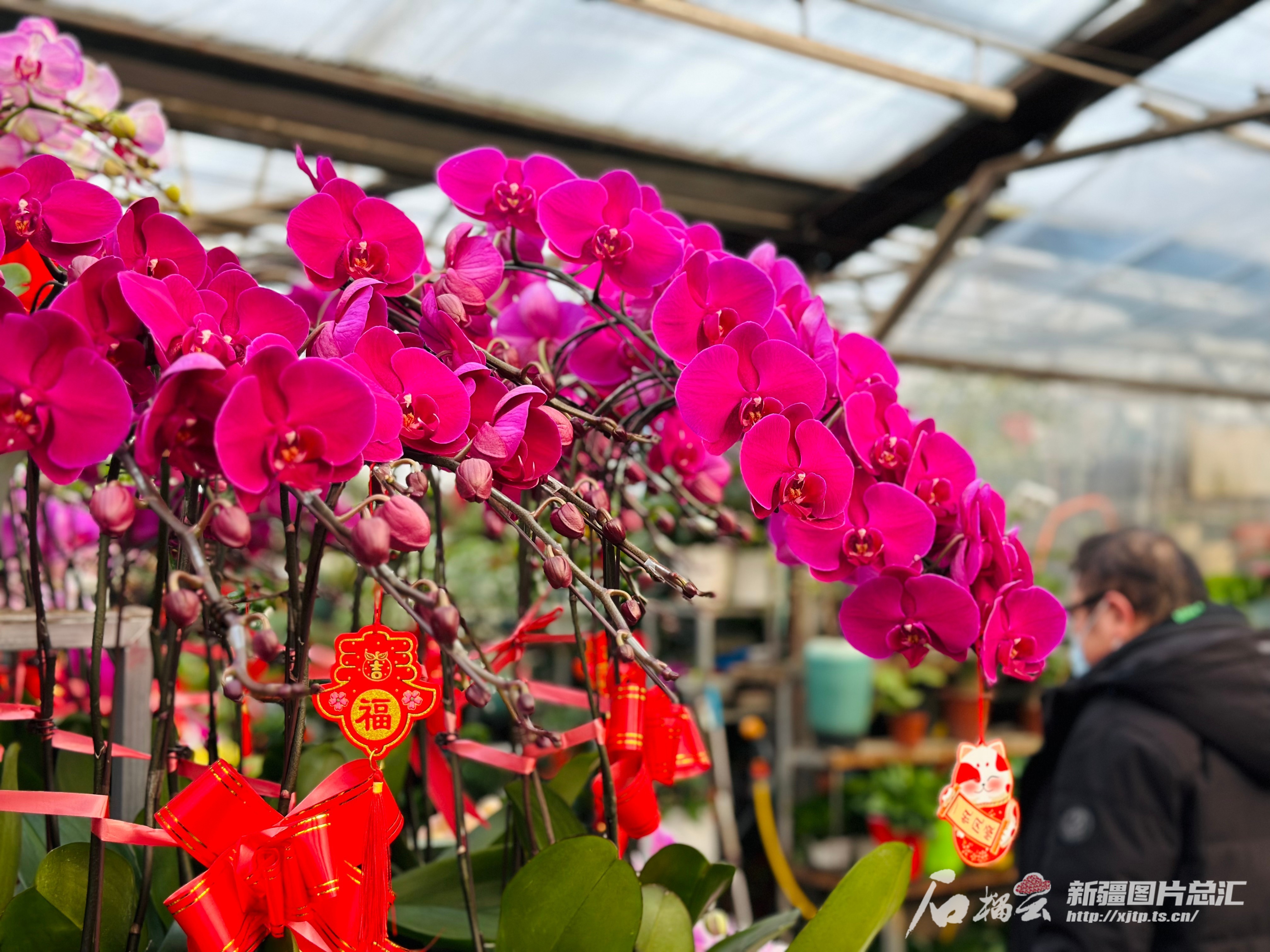 乌鲁木齐最大花卉市场“春”意正浓-天山网- 新疆新闻门户