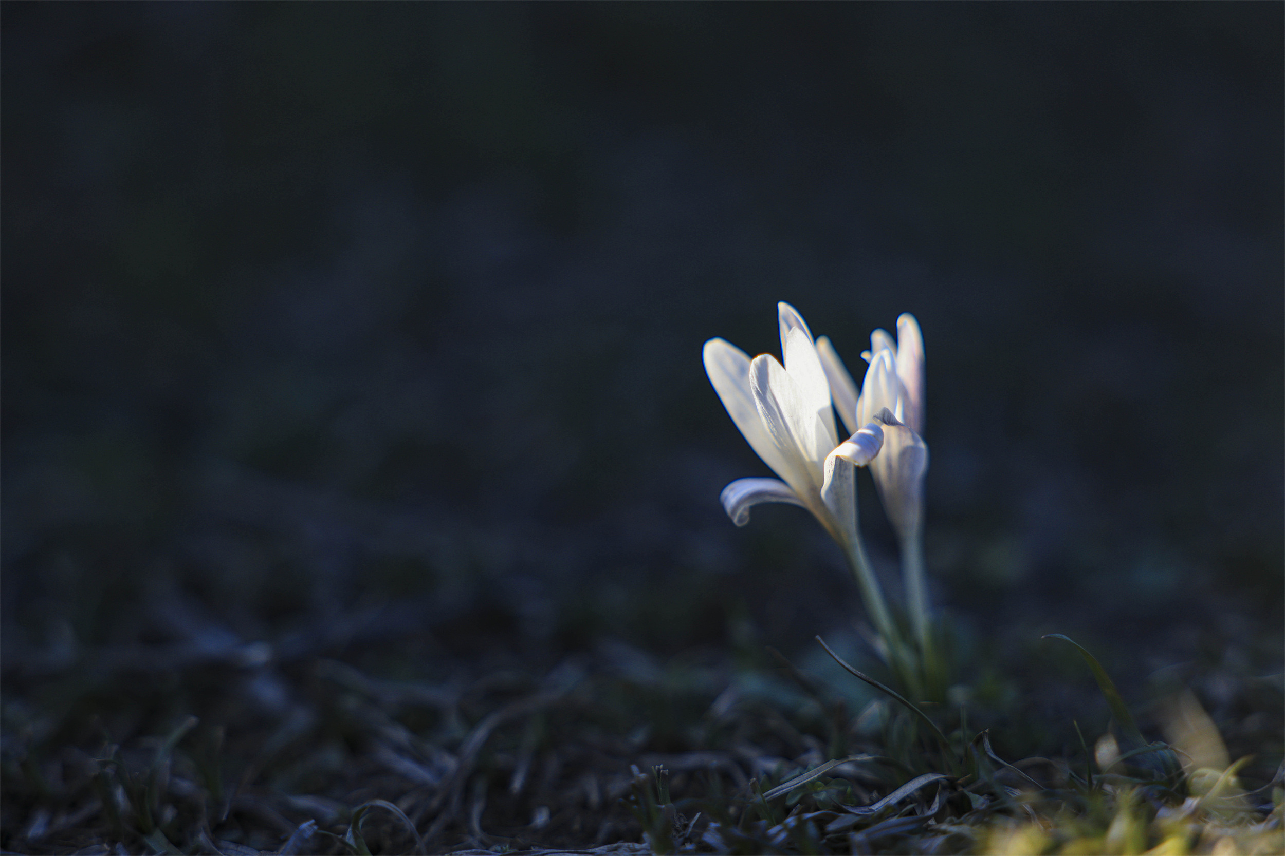 追花逐梦看新疆丨伊犁顶冰花傲雪生姿