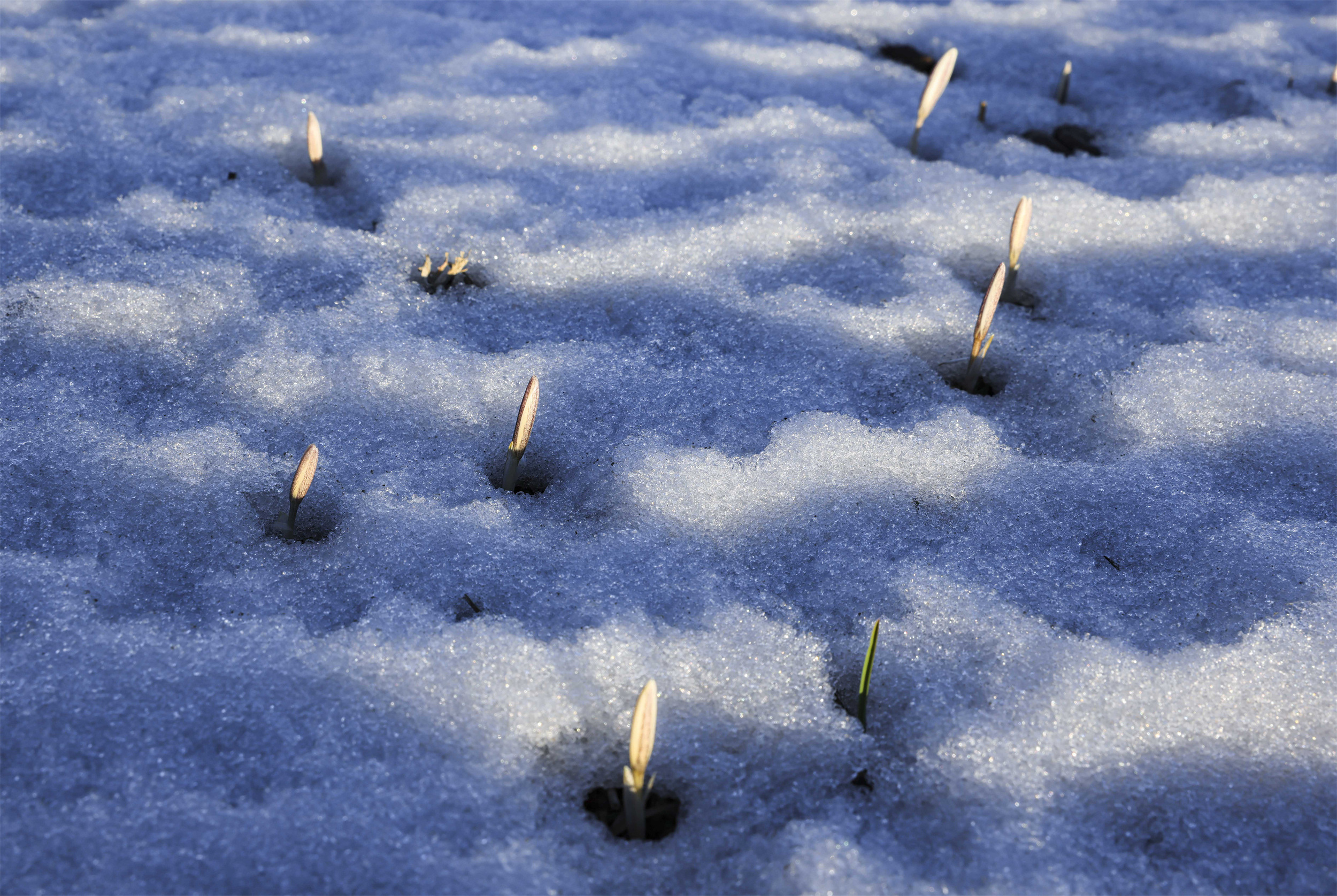 追花逐梦看新疆丨伊犁顶冰花傲雪生姿
