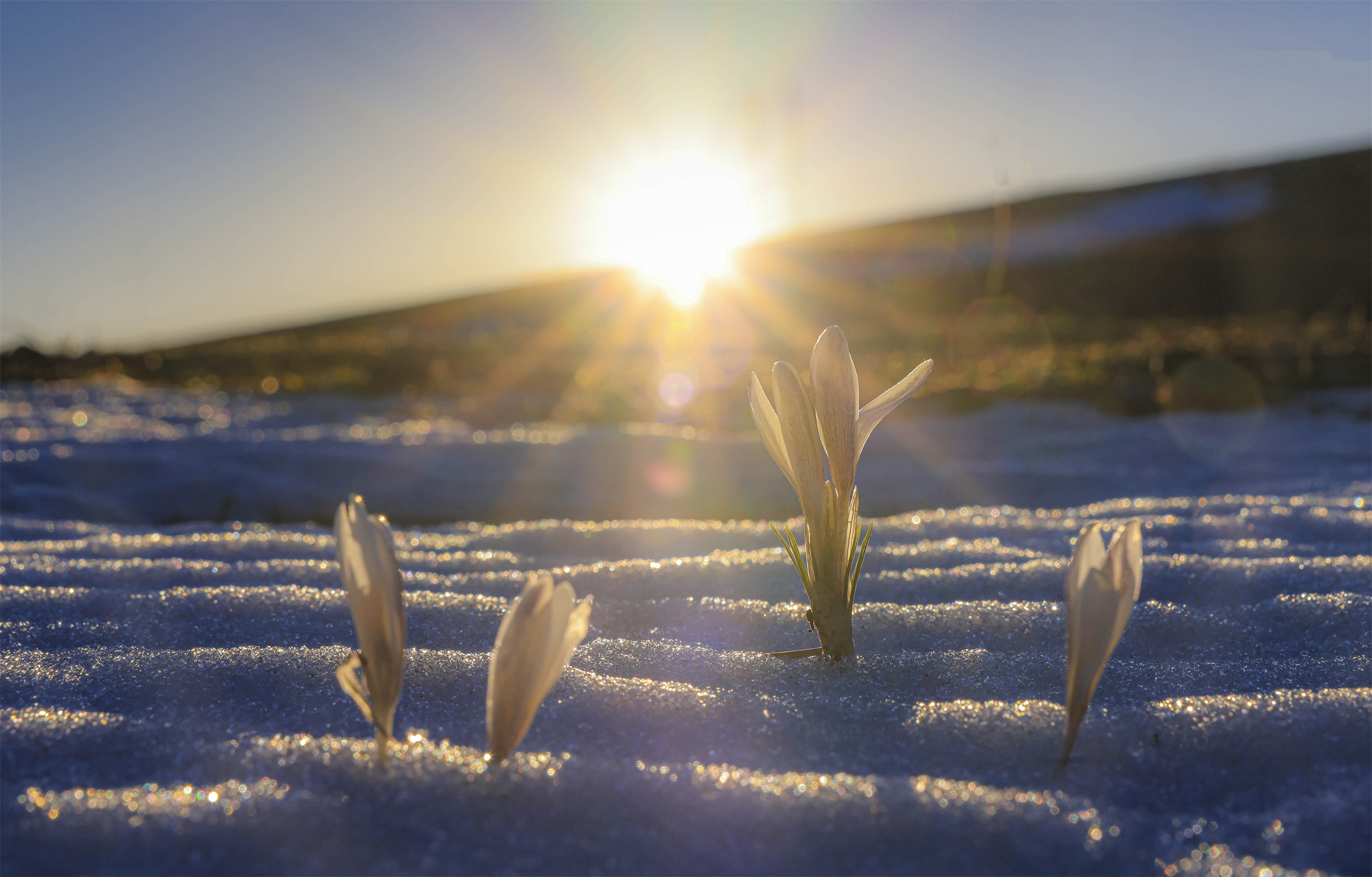 追花逐梦看新疆丨伊犁顶冰花傲雪生姿