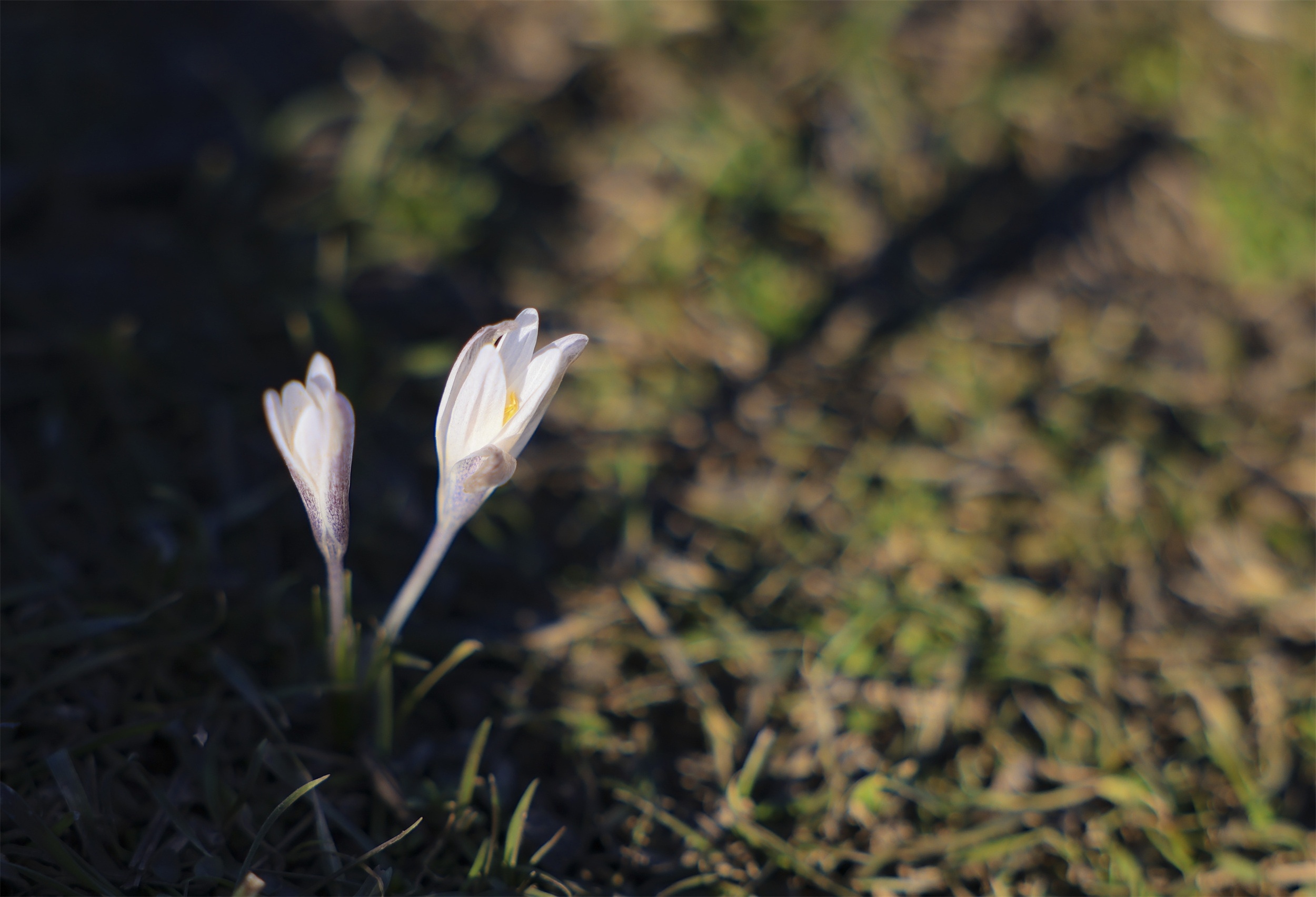 追花逐梦看新疆丨伊犁顶冰花傲雪生姿