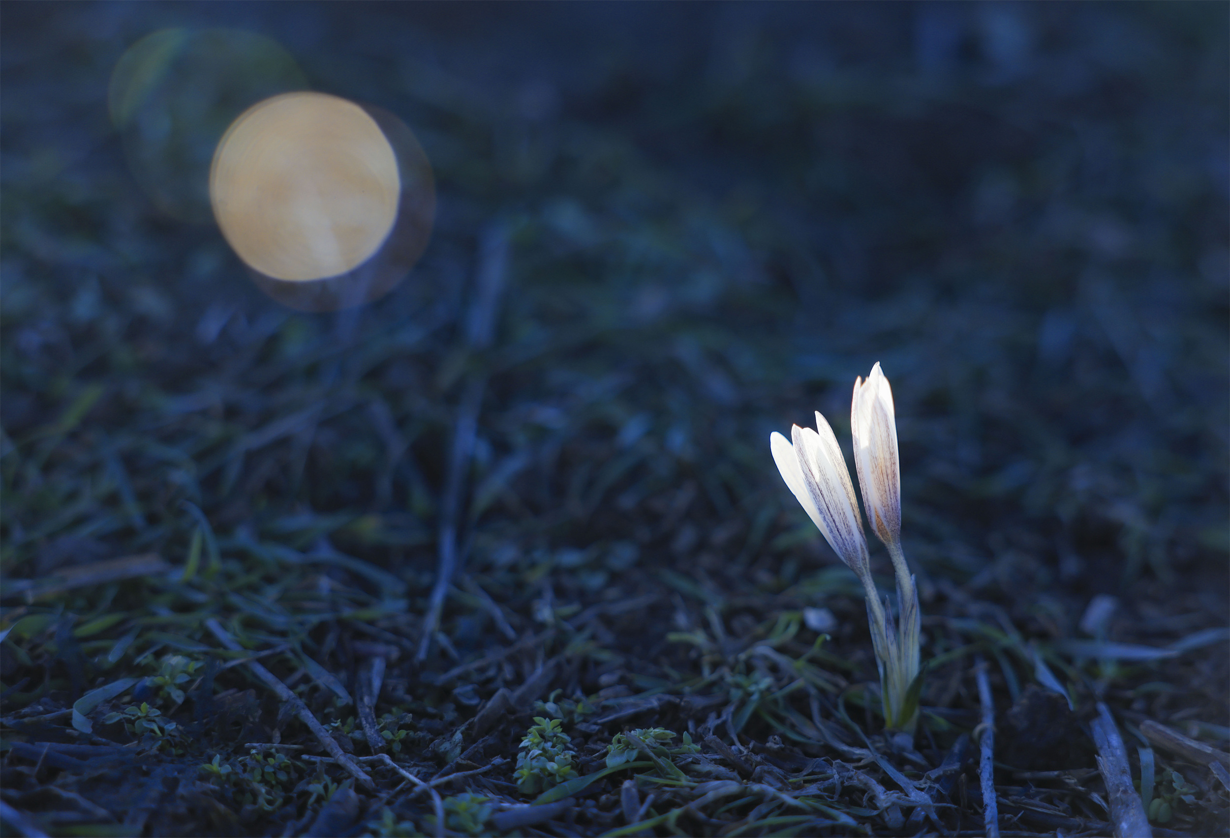 追花逐梦看新疆丨伊犁顶冰花傲雪生姿