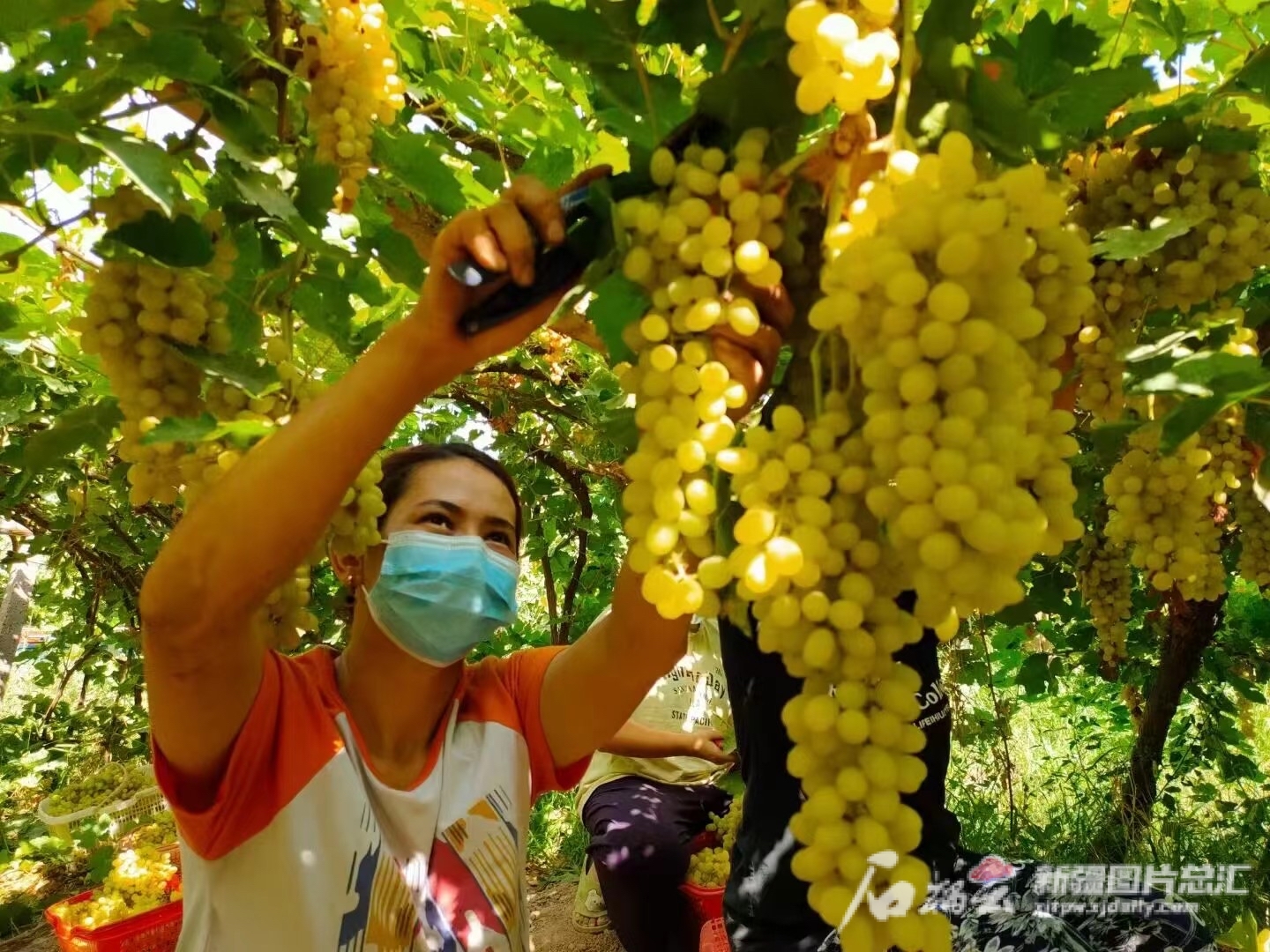 图说：高昌区葡萄镇布拉克村村民采摘葡萄。通讯员刘健