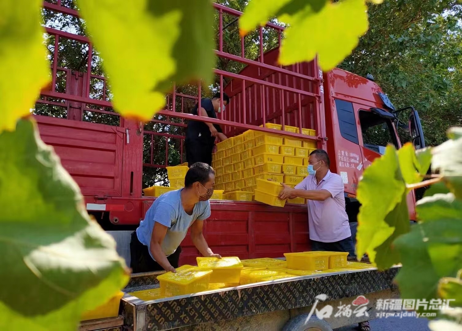 图说：高昌区葡萄镇布拉克村村民采摘葡萄。通讯员刘健