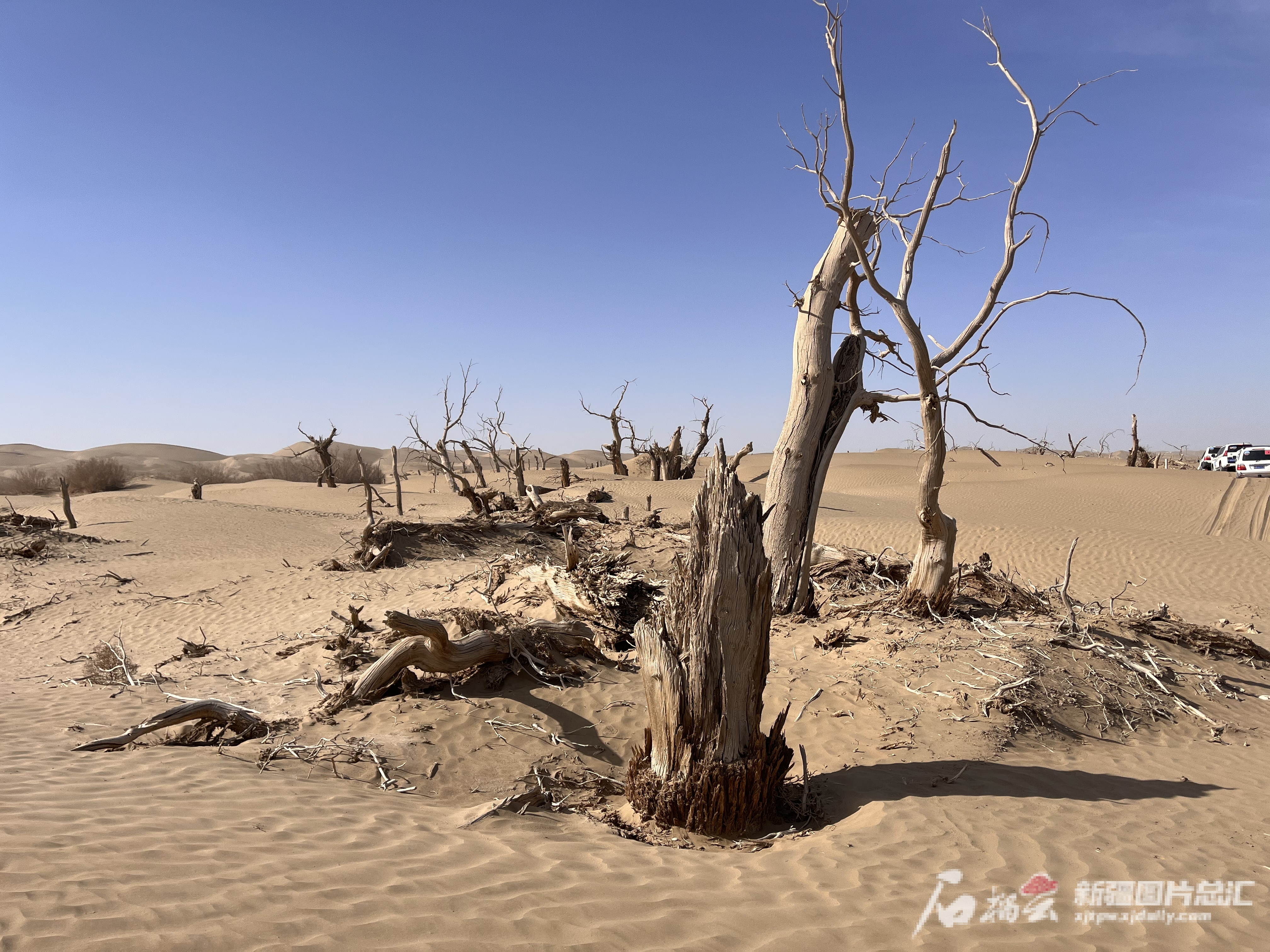 进入位于塔克拉玛干沙漠腹地的尼雅遗址，沿途有大片已经干枯的胡杨林。石榴云/新疆日报记者王晶晶摄