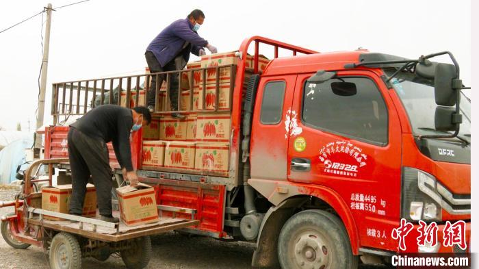 新疆昌吉市二六工镇大棚蔬菜种植户正在将成熟的西红柿打包装车，准备运往市场。　殷雪娟 摄